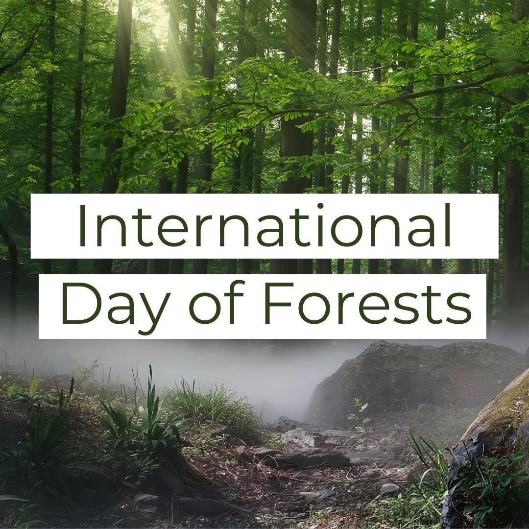 🌳 It's International Day of Forests 🌳⁠
⁠
Protecting our forests is crucial for the health of wildlife, humans, and our wider planetary systems.⁠
⁠
Forests provide oxygen, food, shelter, biodiversity, water, medicine, and livelihoods. We rely on for