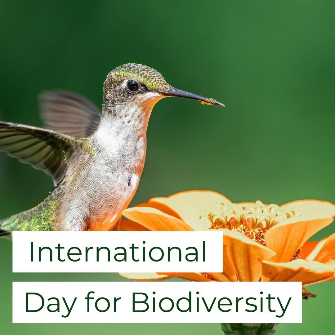 It's International Biodiversity Day 🐞⁠🌿⁠
⁠
The theme this year is &lsquo;Be Part of the Plan&rsquo;, a reminder that we all have a part to play in protecting biodiversity. ⁠
⁠
There is an intrinsic value to biodiversity. It is unrivalled in complex