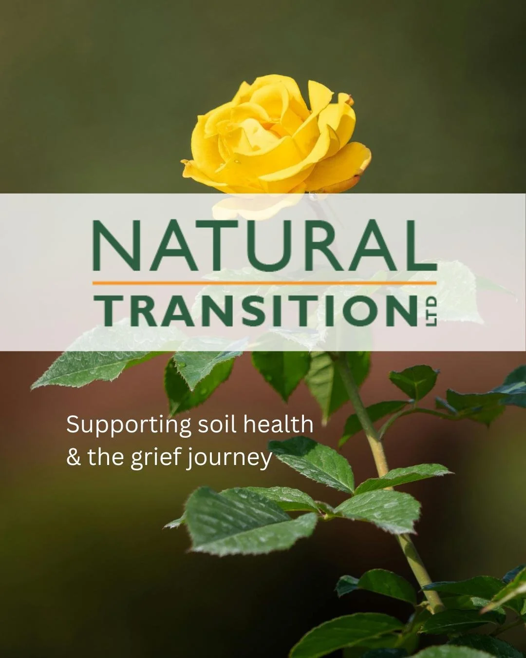 Did you know that cremated remains, when added directly to the earth, can actually harm the environment? Their high sodium content and alkaline pH can damage soil and water systems, often causing memorial plants to struggle or die.⁠
⁠
For grieving fa