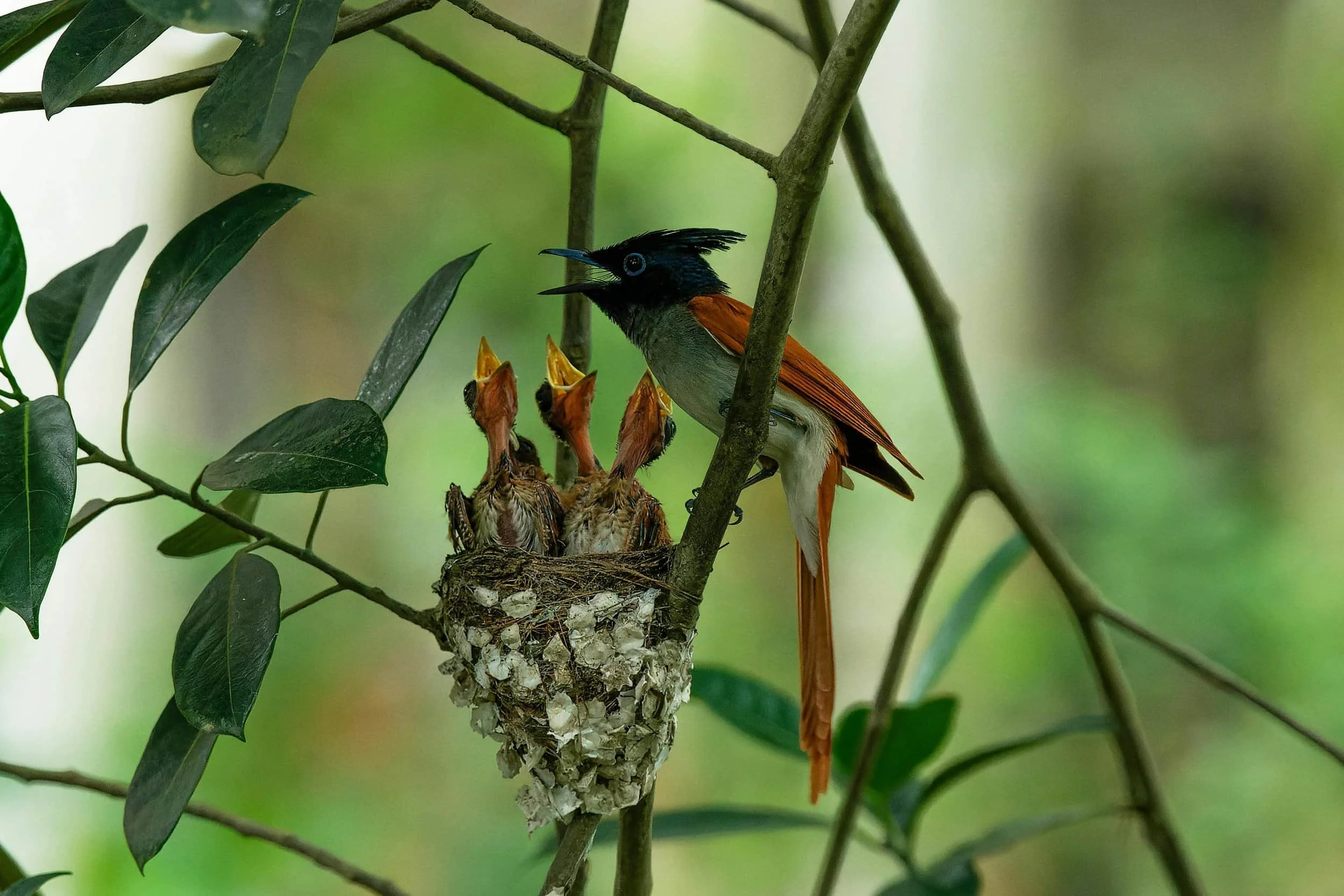 Bird with baby birds in nest