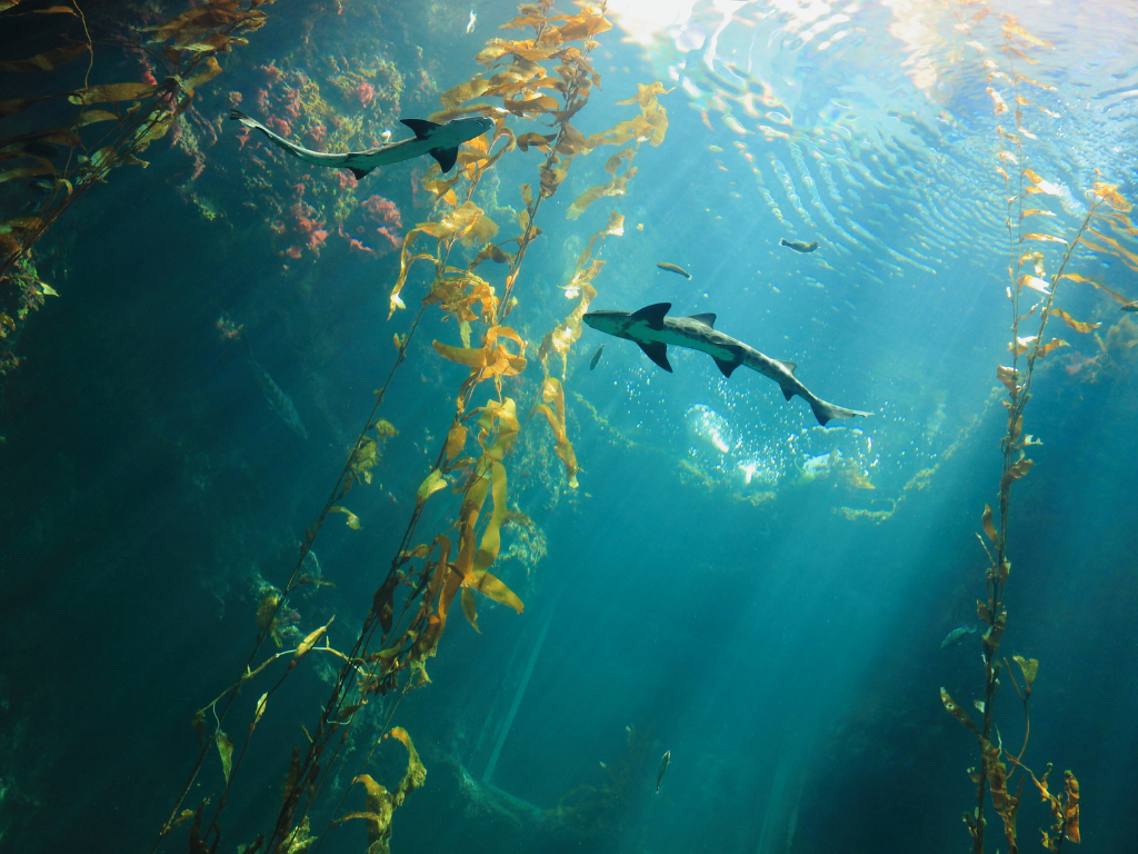 Sharks swimming through kelp forests, representing ocean biodiversity and the High Seas Treaty entering into force to protect marine ecosystems beyond national waters.