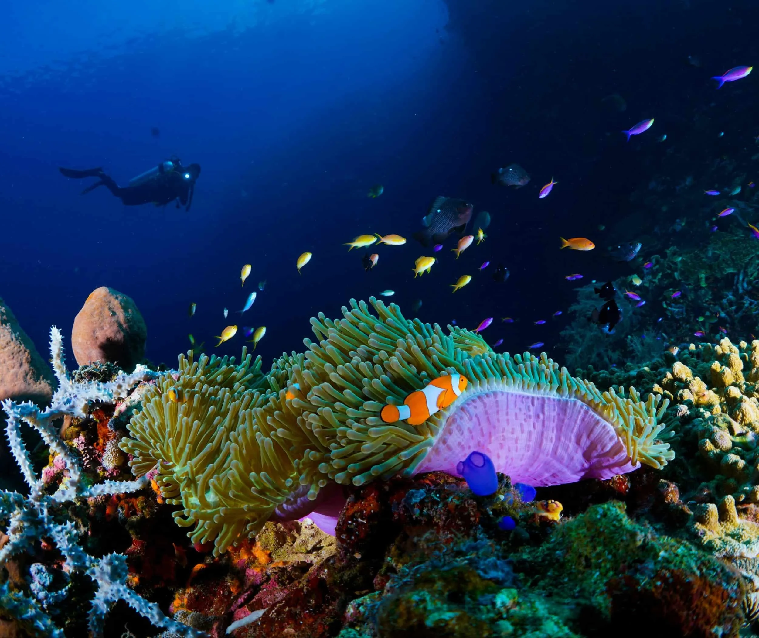Coral reef with colourful fish swimming