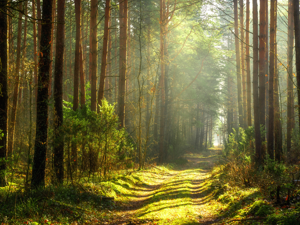 UK woodland landscape representing the new Western Forest, a national forest project planting 20 million trees to restore habitats and capture carbon.