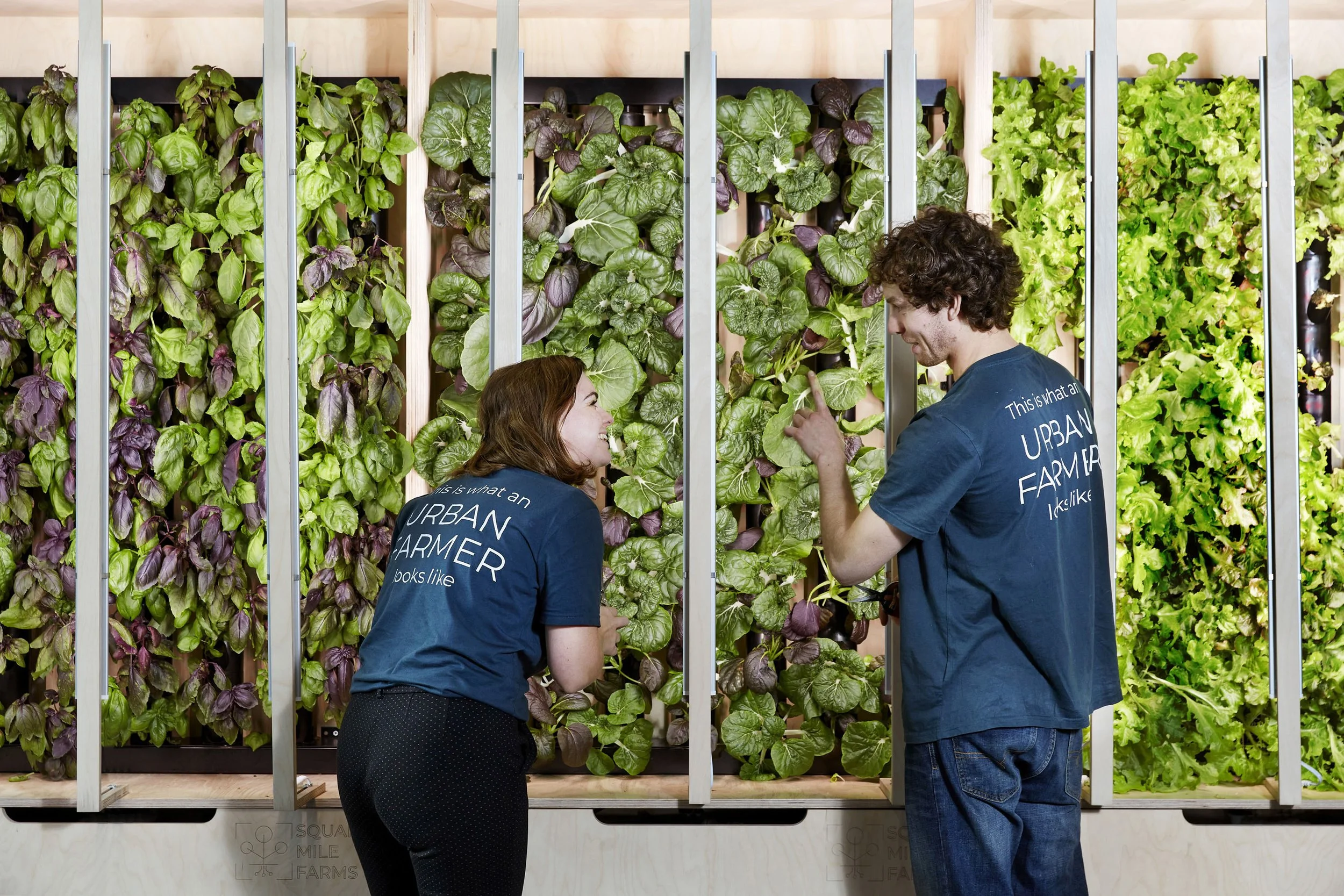 Urban farmers tending to plants in Square Mile Farms vertical farming system