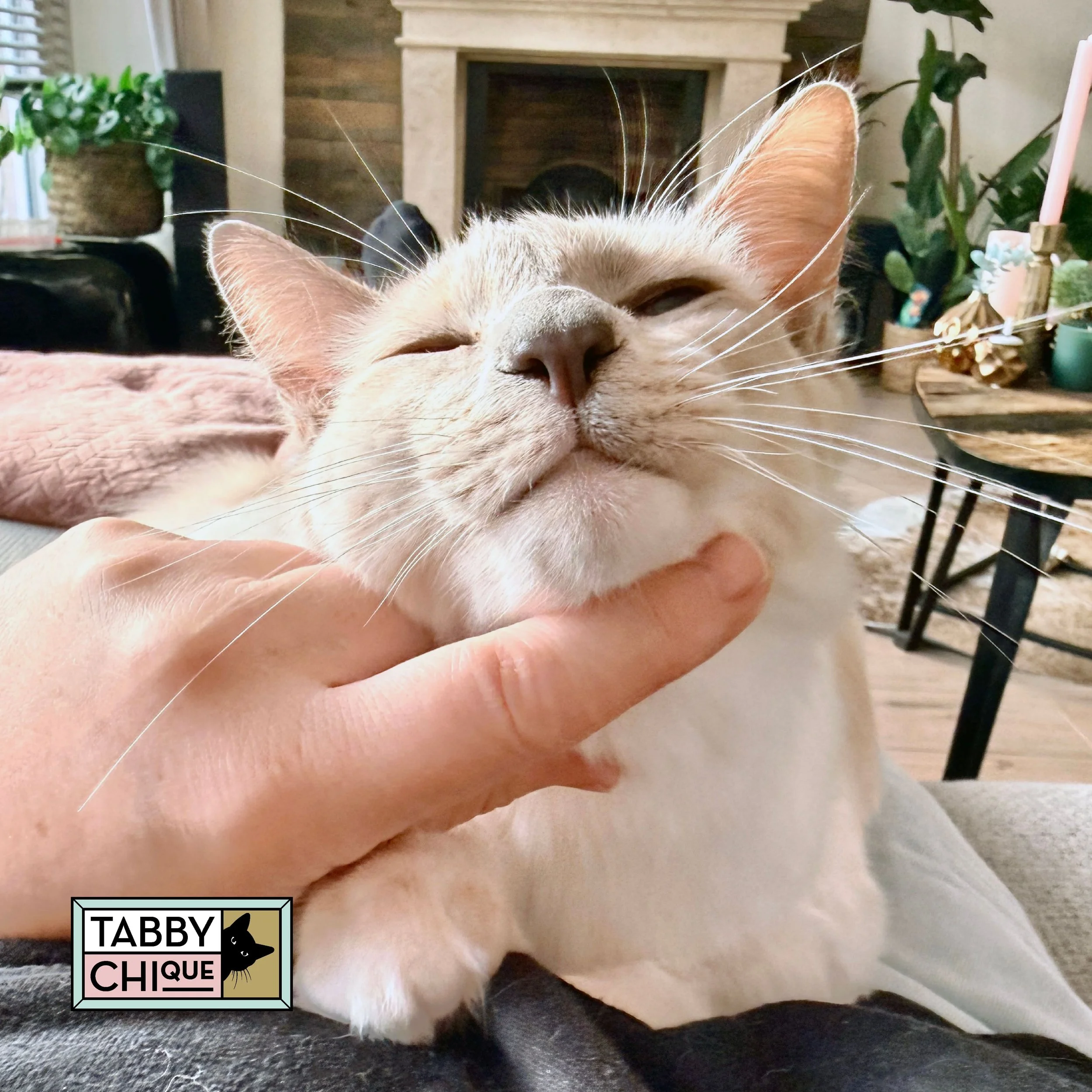 Kattenoppas_03.jpg