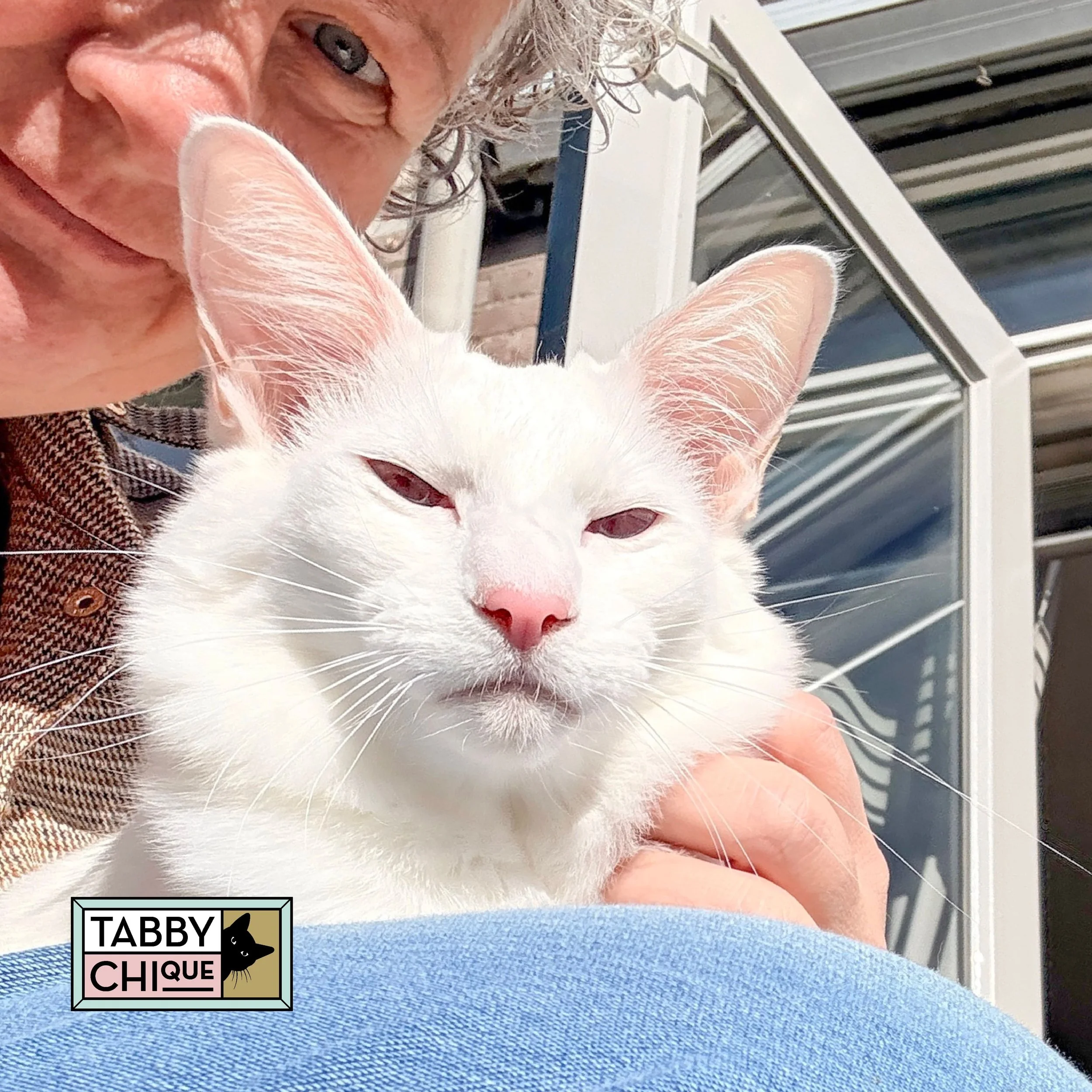 Kattenoppas_06.jpg