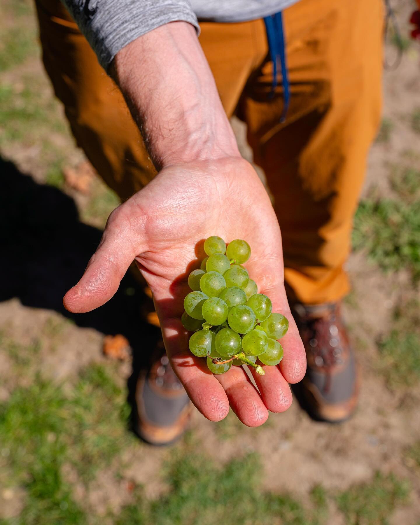 Before arriving in Nelson, our last stop was a renowned Sauvignon Blanc vineyard, which might seem off-course for a brewery tour. However, there&rsquo;s a fascinating link to our work and, by extension, to you. The most popular hop in New Zealand, na