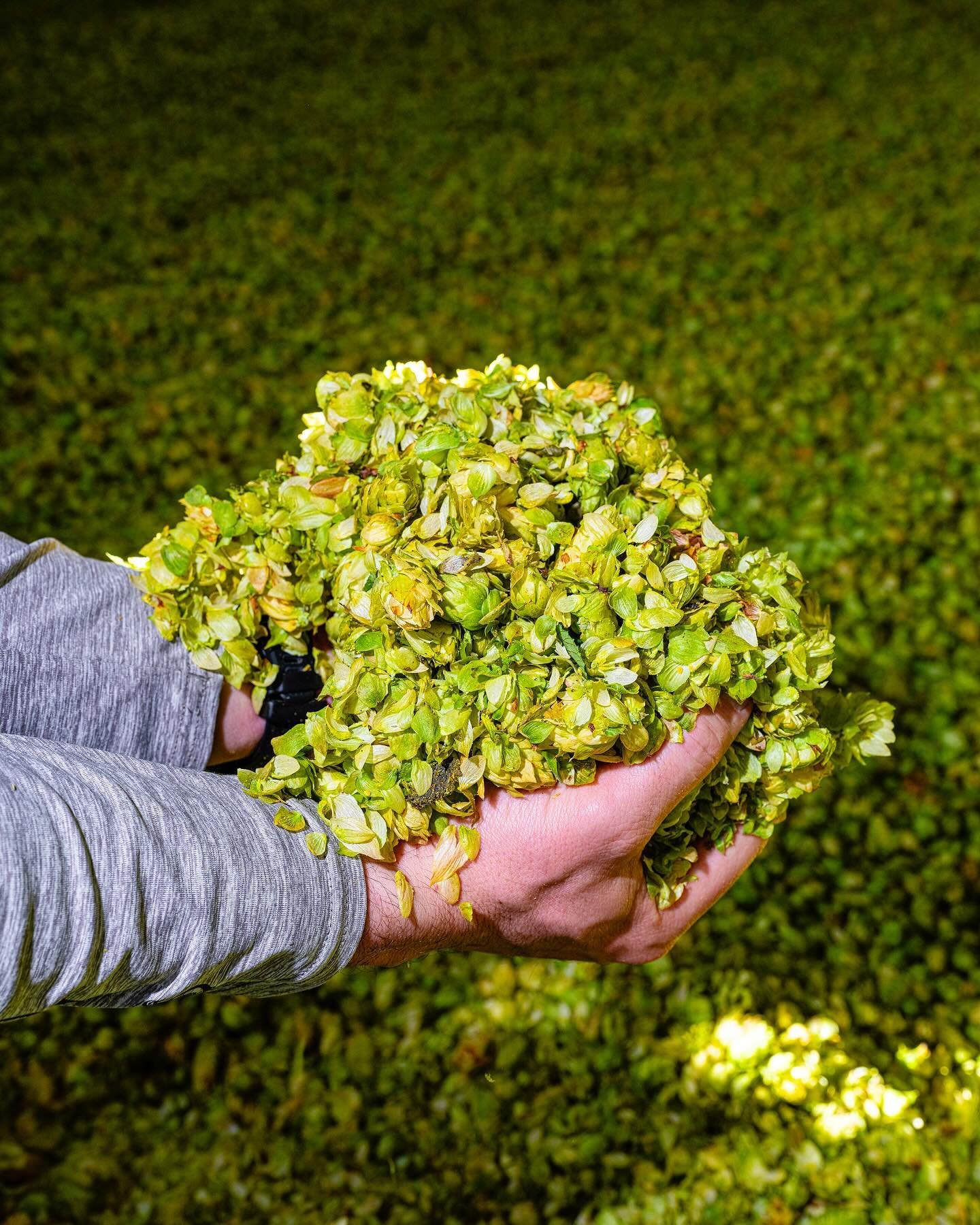 For the second part of our visit to Freestyle Hops, we ventured through their picking plant, kiln, drying floor, and pelletizing plant.

A unique and highly valuable attribute of Freestyle&rsquo;s workflow is that it foregoes the baling step in favor