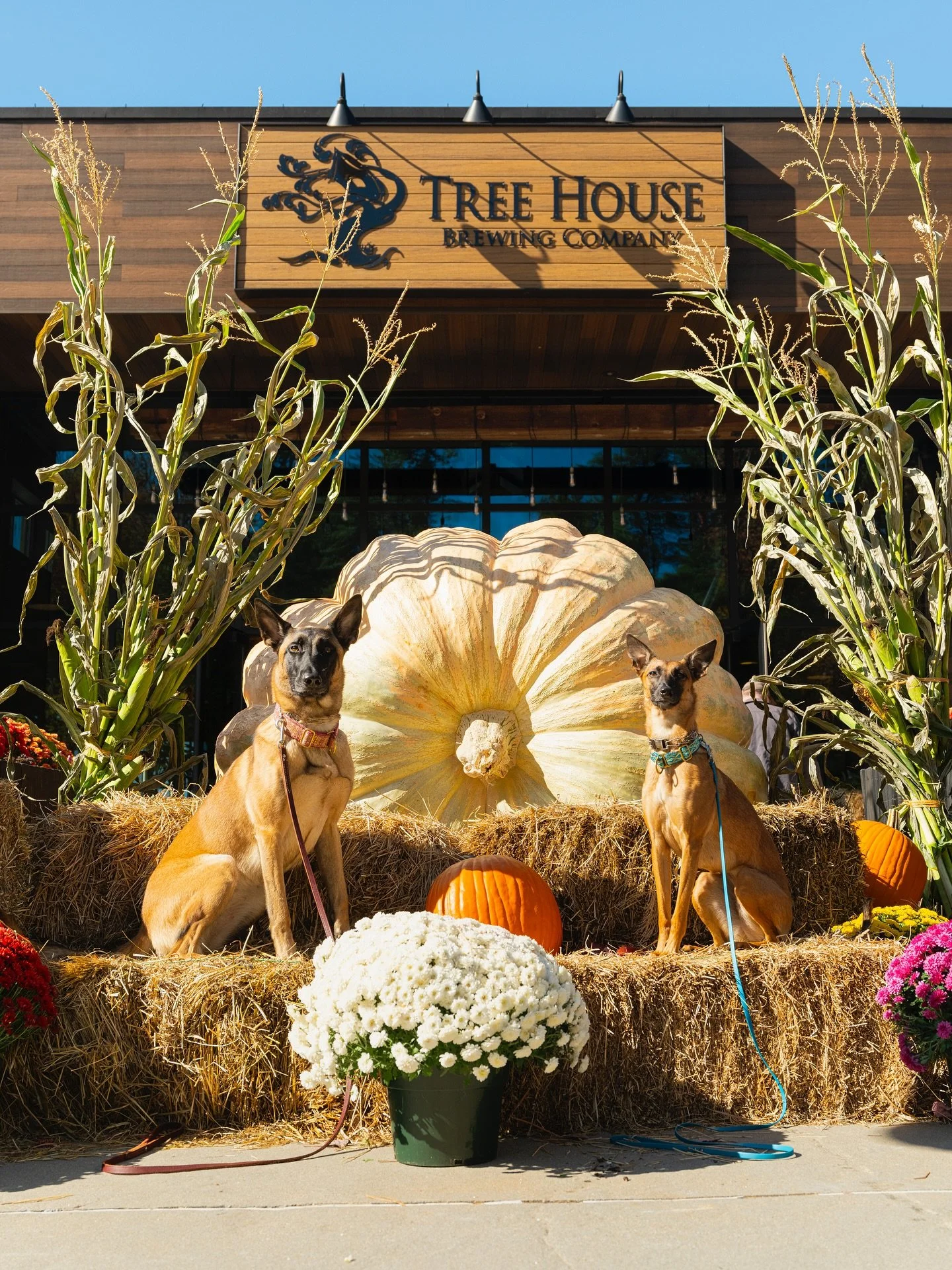 Hey guys and gals, the giant pumpkins are here!

Extending the Charlton tradition to Saratoga, Deerfield, and Tewksbury, we&rsquo;ve added another fun layer this year: guess the weight.

Alongside each of these gigantic beauties is a QR code you can 