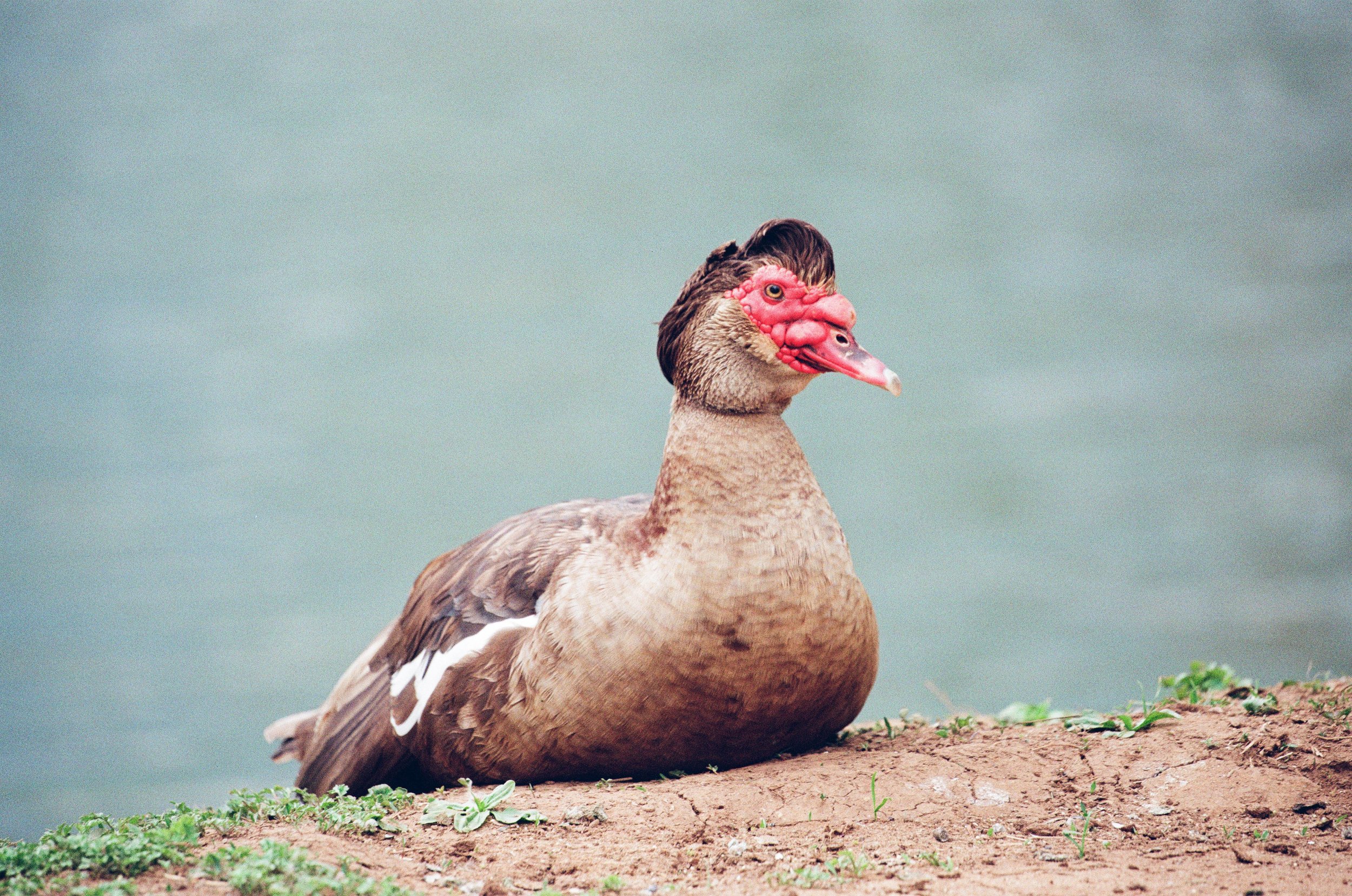 Muscovy Duck