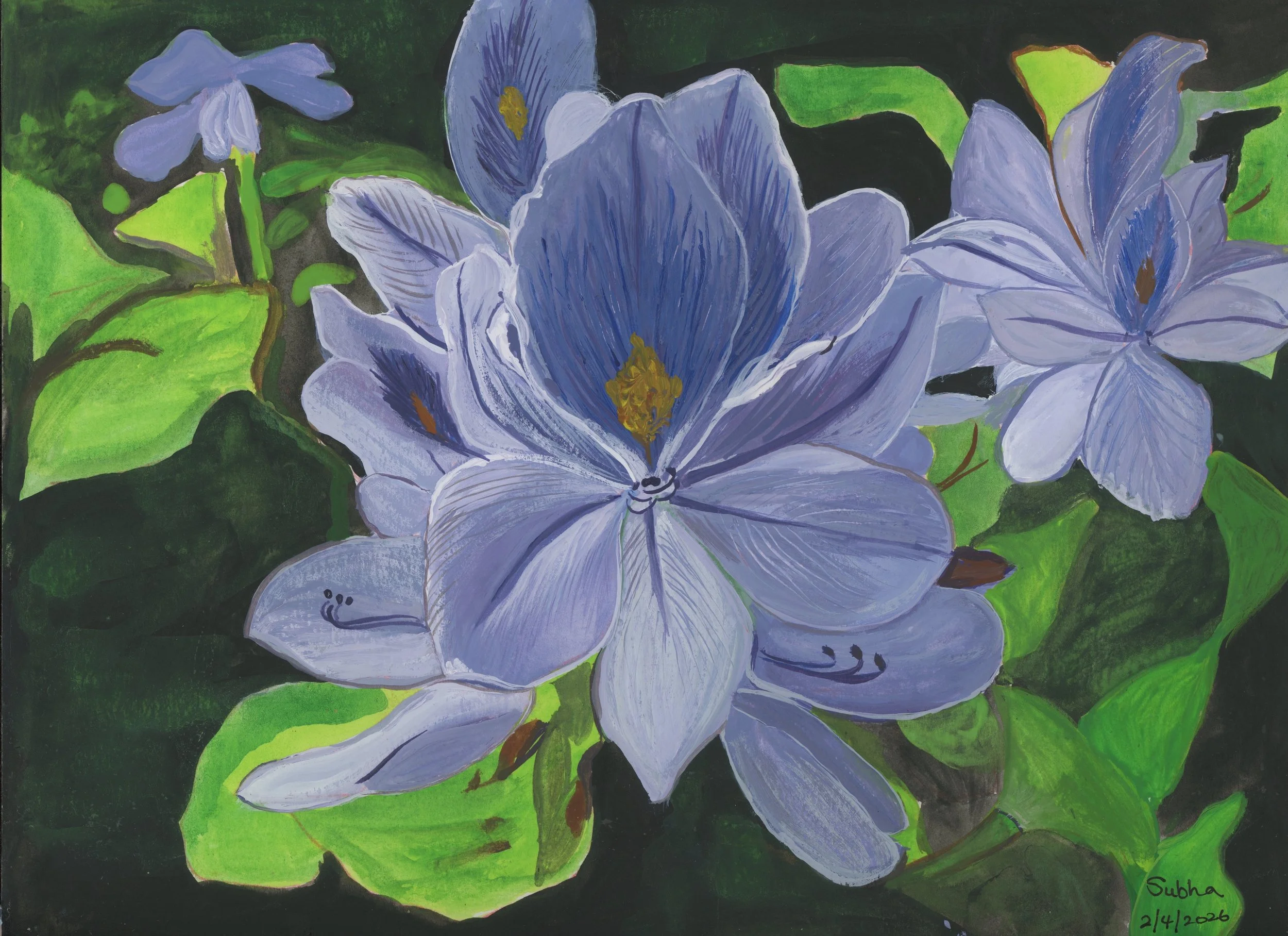 Water Hyacinth