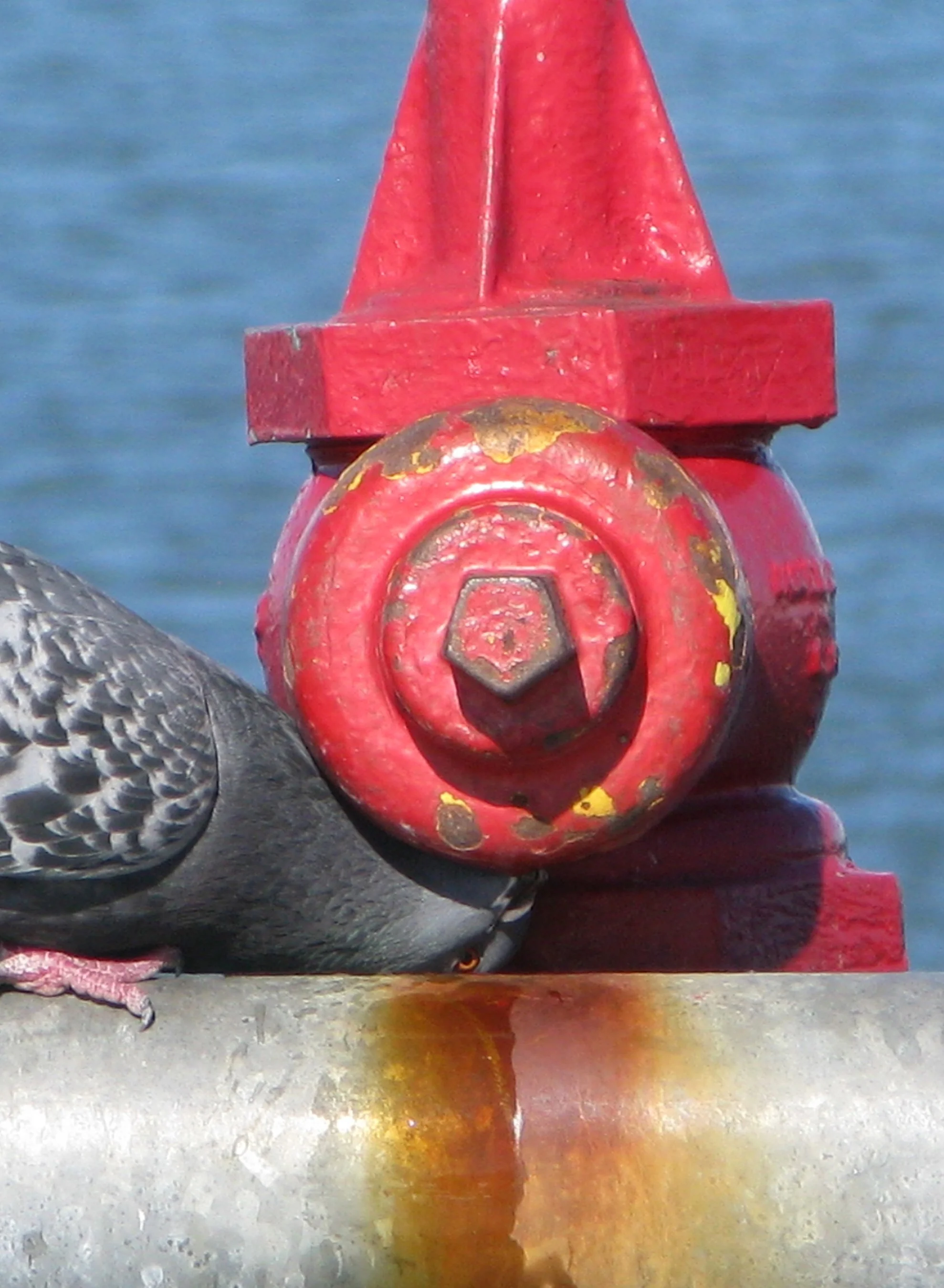 Pigeon drinking from fire hydrant, Seal Beach, CA