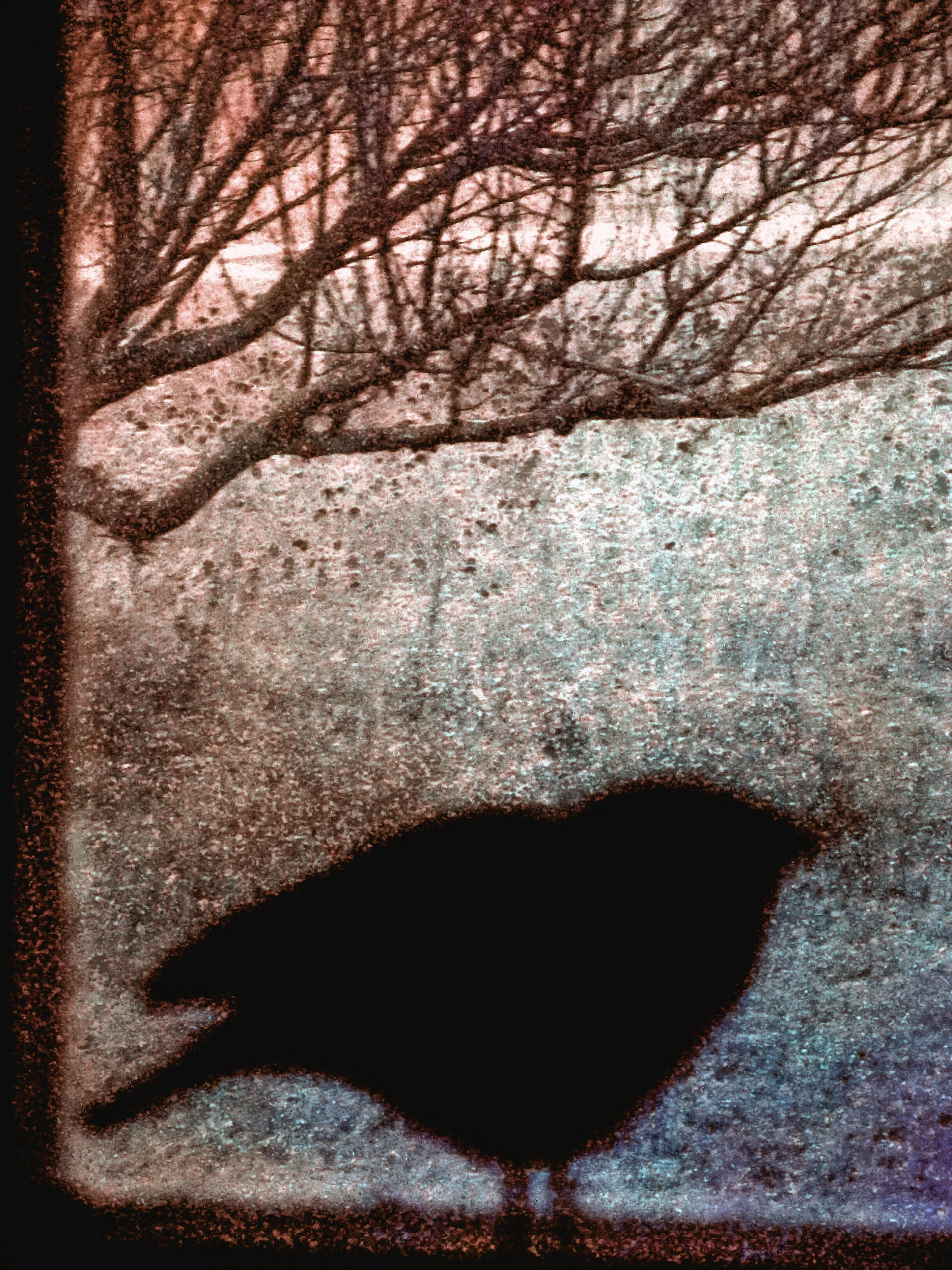 The Bird Dream