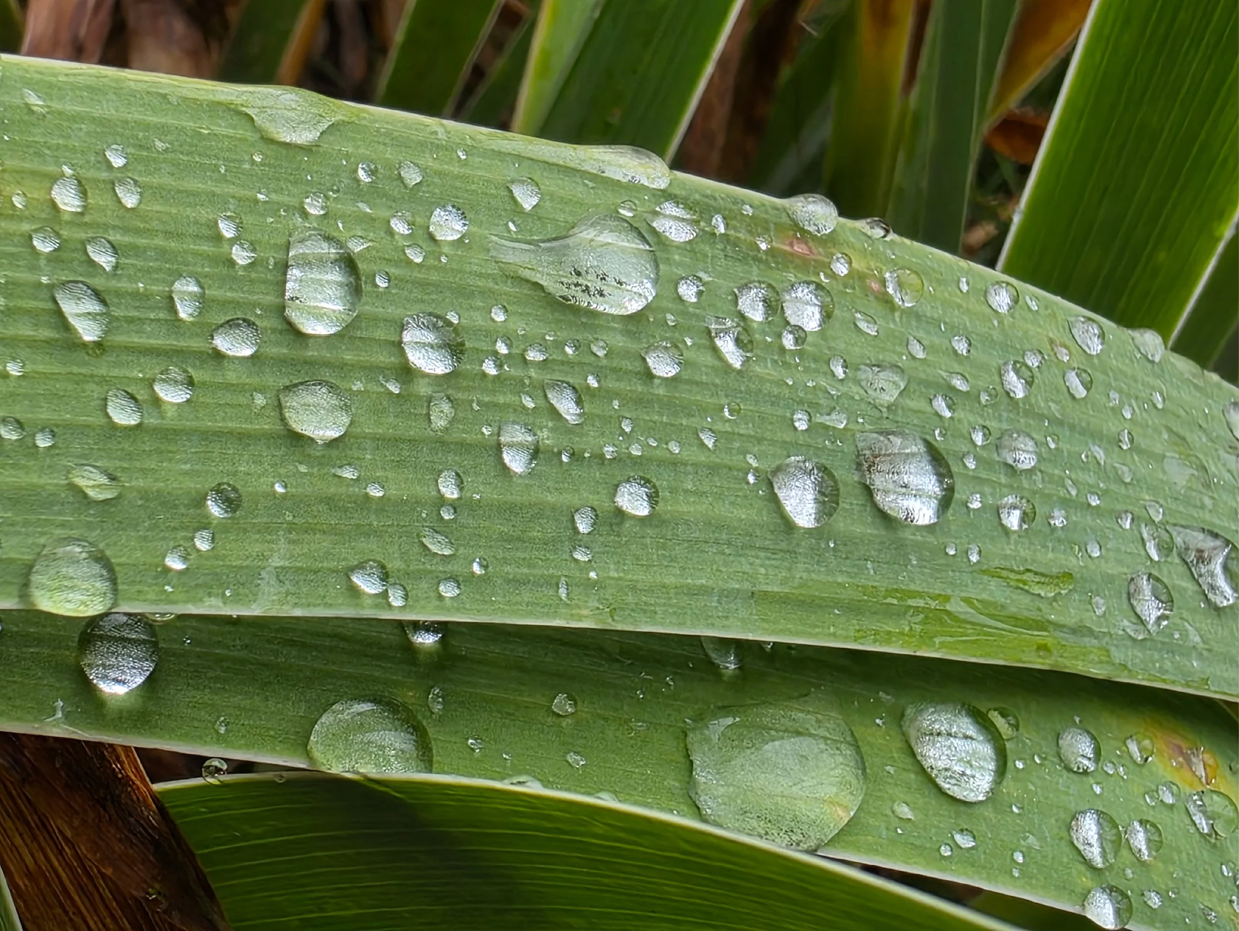 Surface Tension of Dew