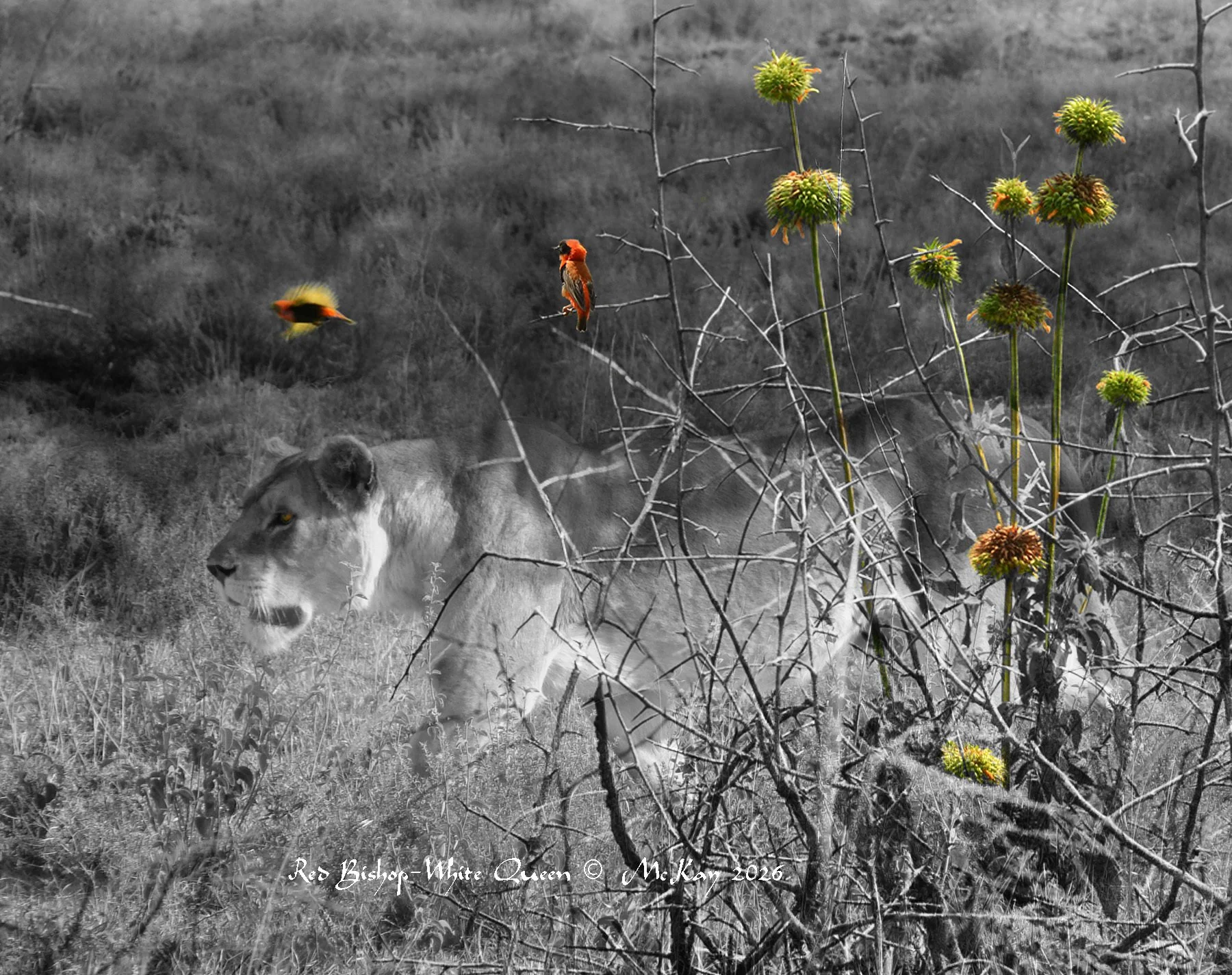 Red Bishop-White Queen