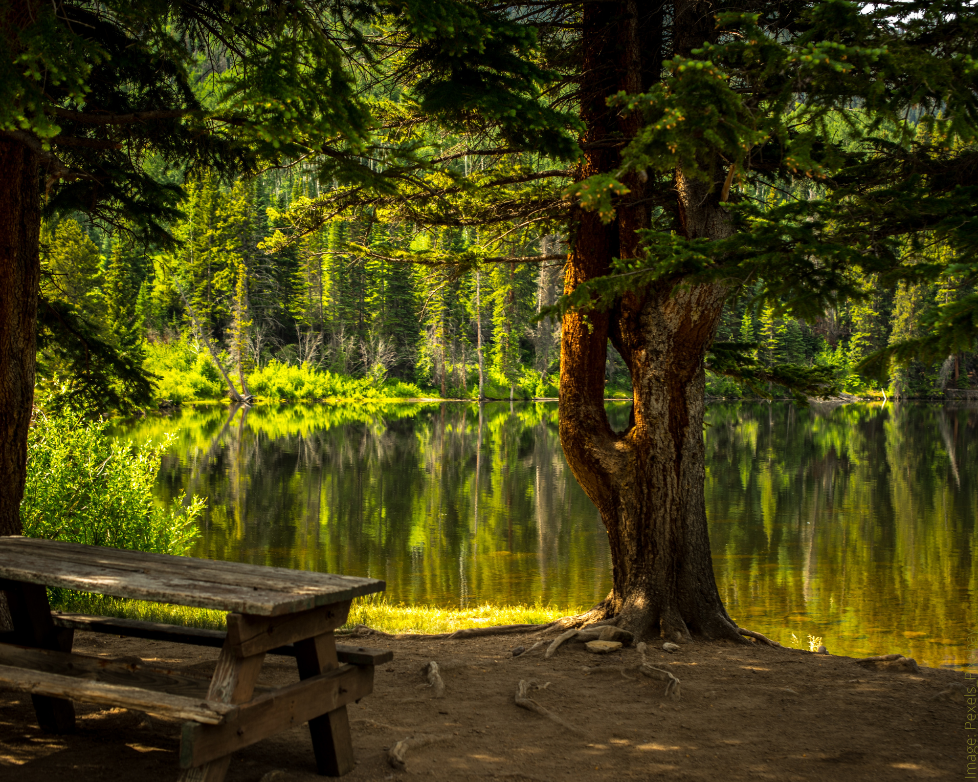 Scenic view of a tranquil lake surrounded by evergreen trees, with a wooden picnic table and tree in the foreground.