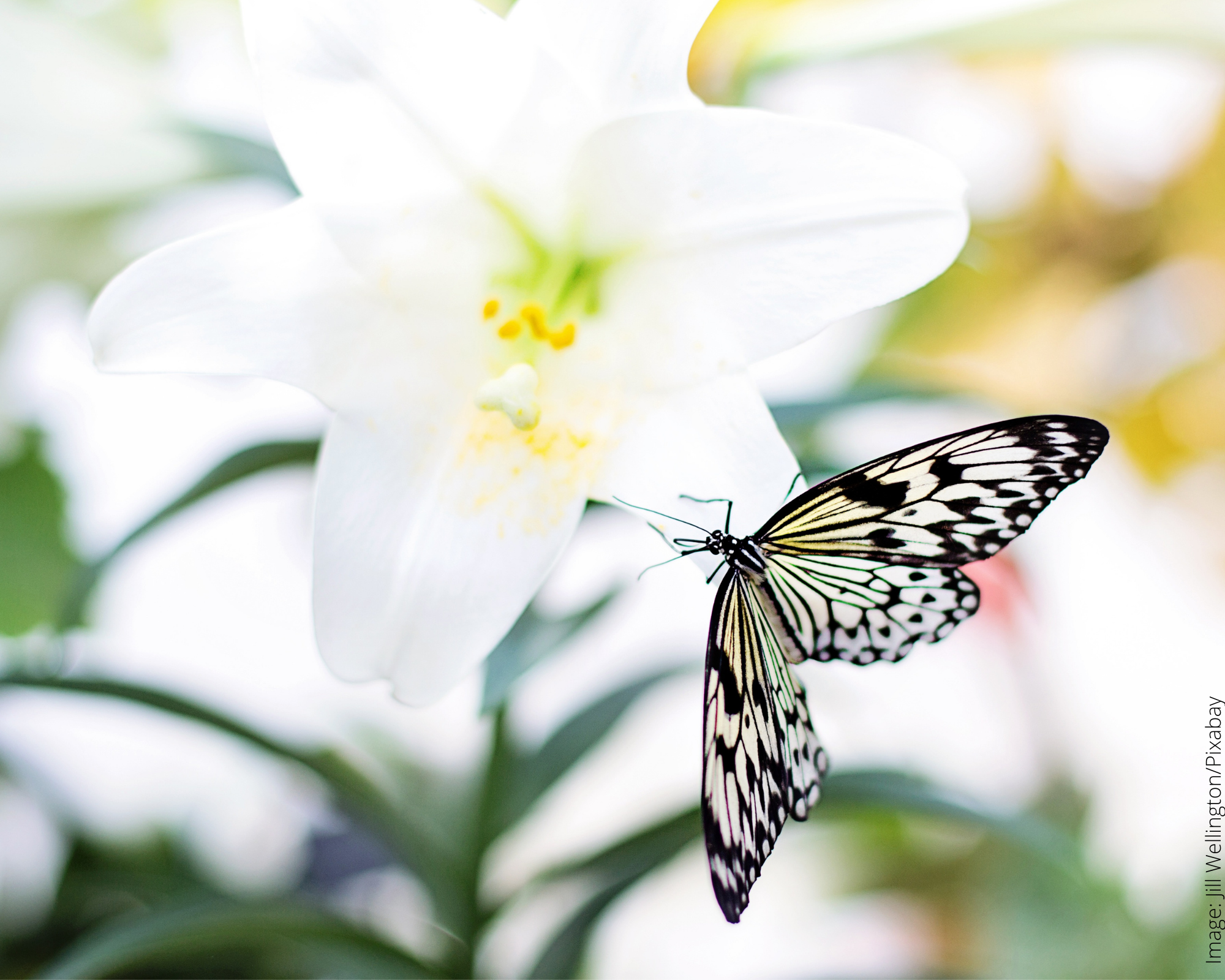 Butterfly on a white lily flower in a garden setting.