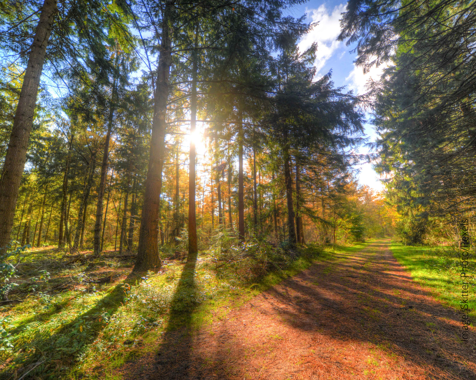 Sunlit forest path with tall trees and green foliage.