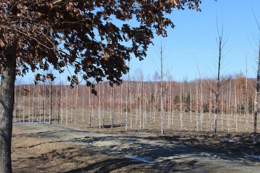 Our March Newsletter is out! Make sure you sign up via our website elhannon.com and check out our new Elhannon Highlights!