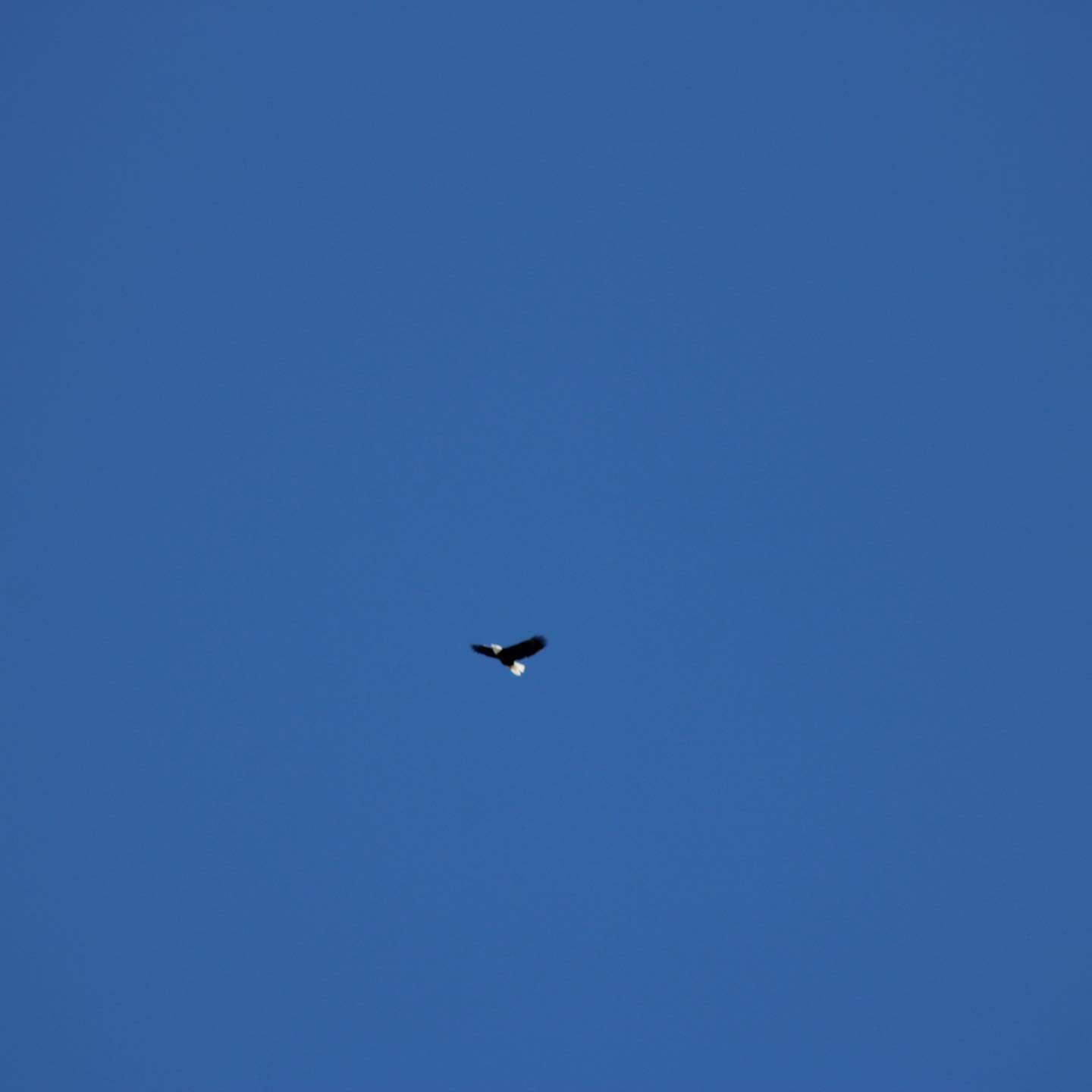 Heard a screech while taking pictures for our March newsletter yesterday then looked up to see this #baldeagle catching a thermocline. He was quickly gone but not before I snapped these on a 300 mm lens. Visit our website to sign up for updates from 