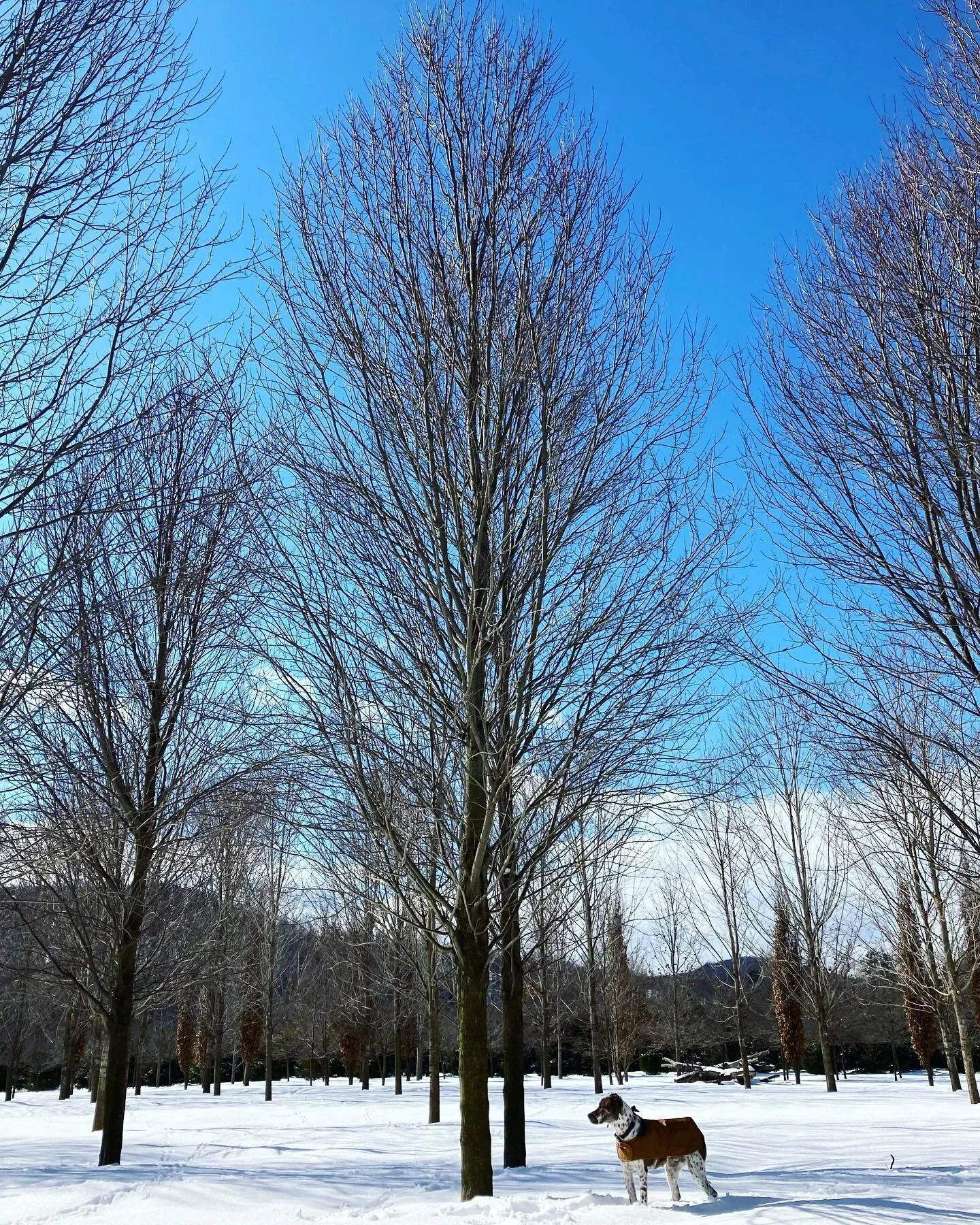 Our Acer rubrum on a beautiful winter day ❄️ #nursery #redmaple #horticulture #latewinter