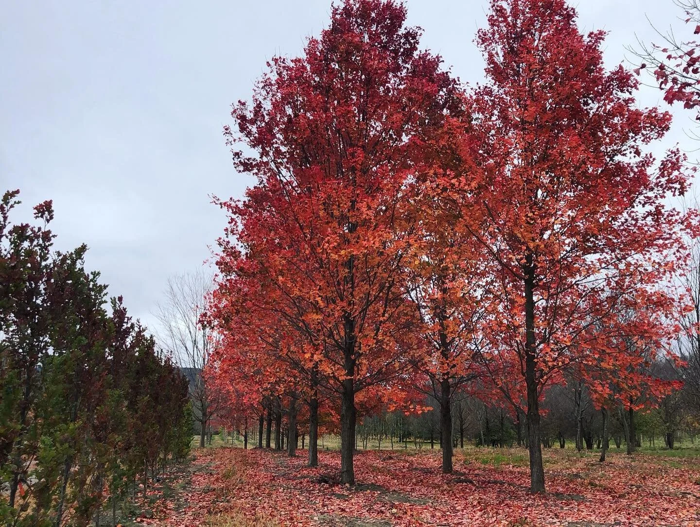 Nearing the end of autumn our Acer rubrum &lsquo;October Glory&rsquo; #RedMaple trees are putting on a show! 🍂