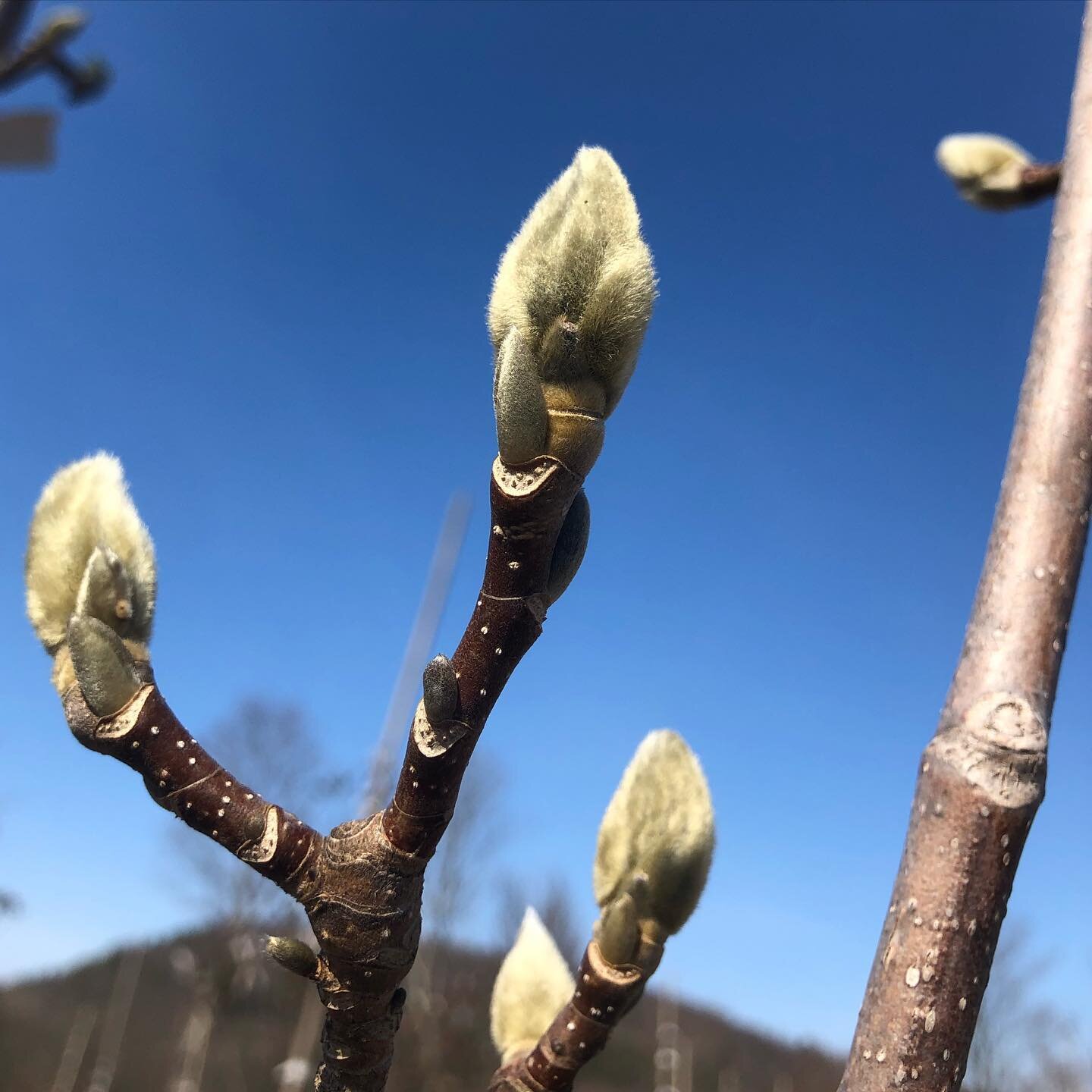 We&rsquo;ve got some budding! Any guesses on what kind this is? ....... Hope you get to enjoy this nice break of March weather these next couple day before the famous upstate early spring weather returns!! #spring #upstateny #buds #popquiz #trees #na