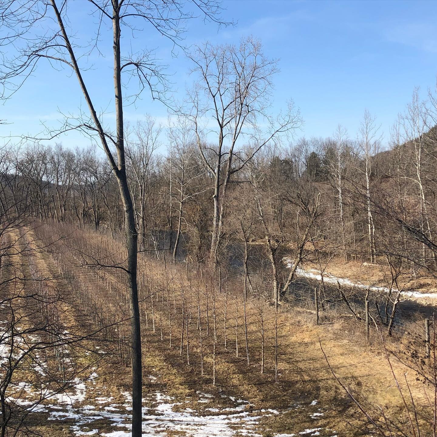 It&rsquo;s more than just a name! These Cully river birch couldn&rsquo;t get any closer to the #walloomsacriver  Check out our #elhannonhighlights for more information about these birch on our website at elhannon dot com slash products. #wholesalenur