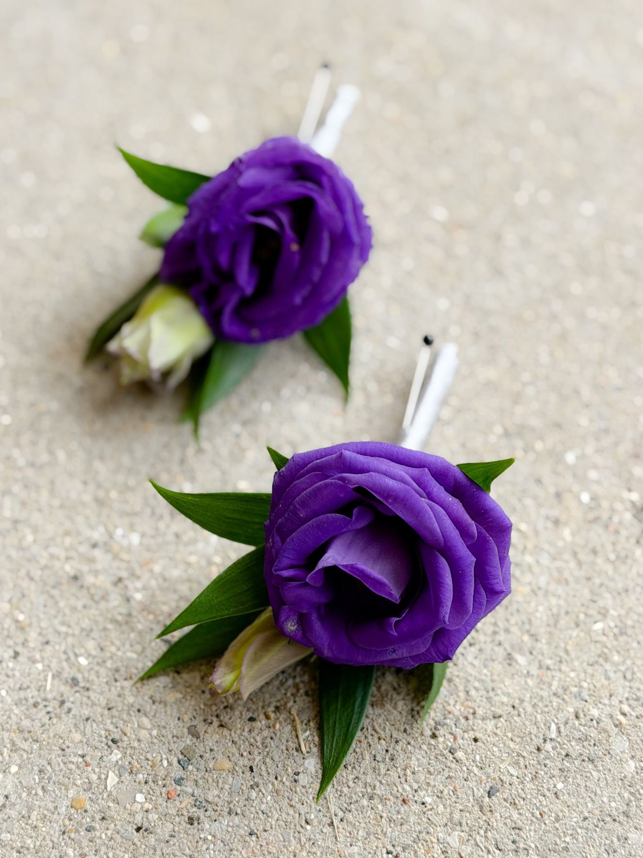 Purple Lisi Bouts.jpg
