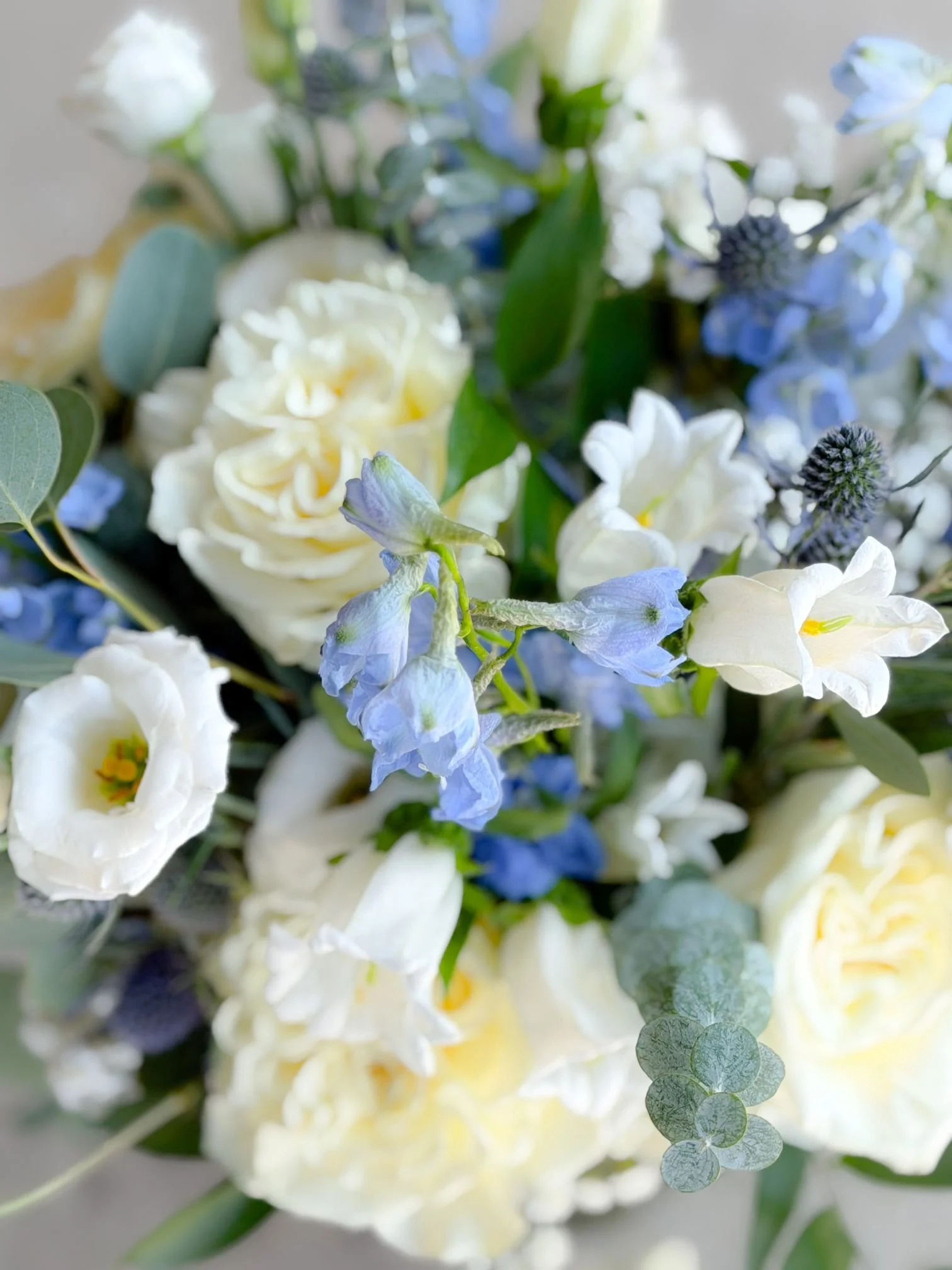 Delphinium lisi aspen bridal closeup.jpg