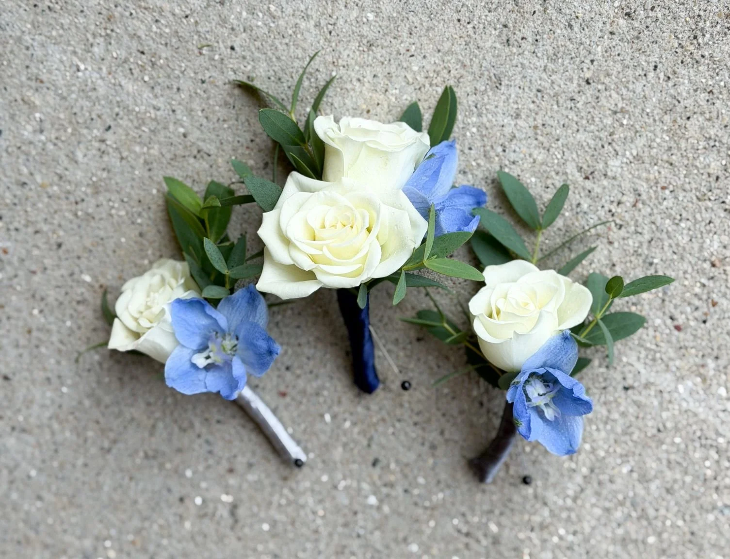 Blue and white bouts.jpg