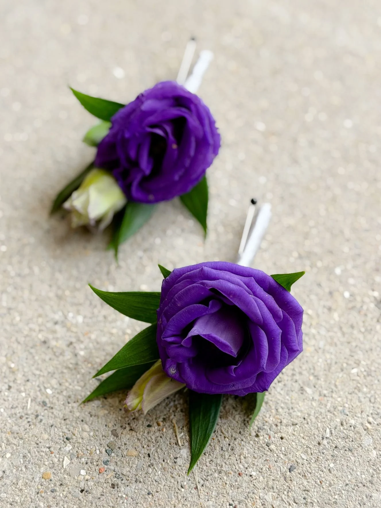 Purple Lisi Bouts.jpg