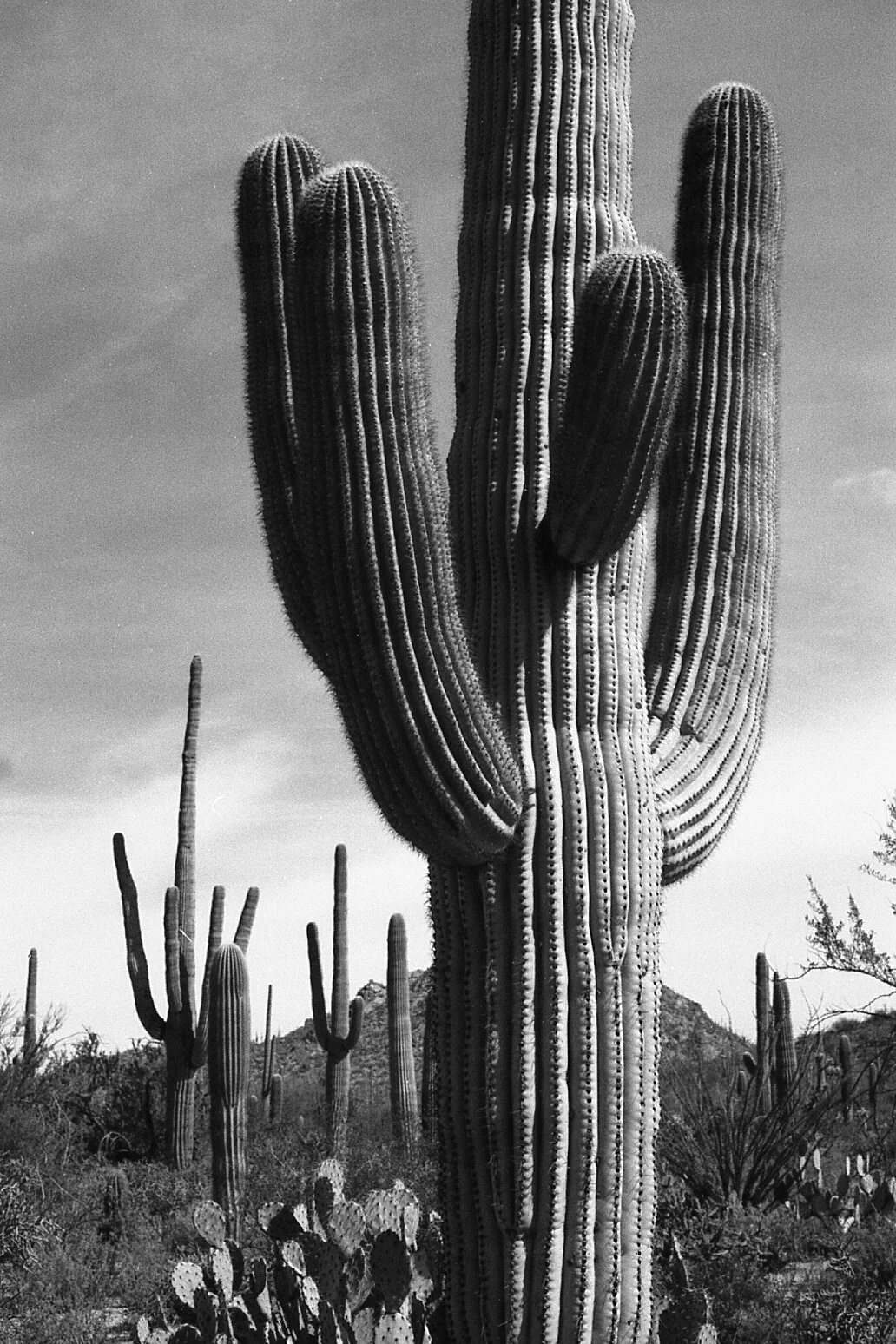 R00174-35-16-1 copy.jpg