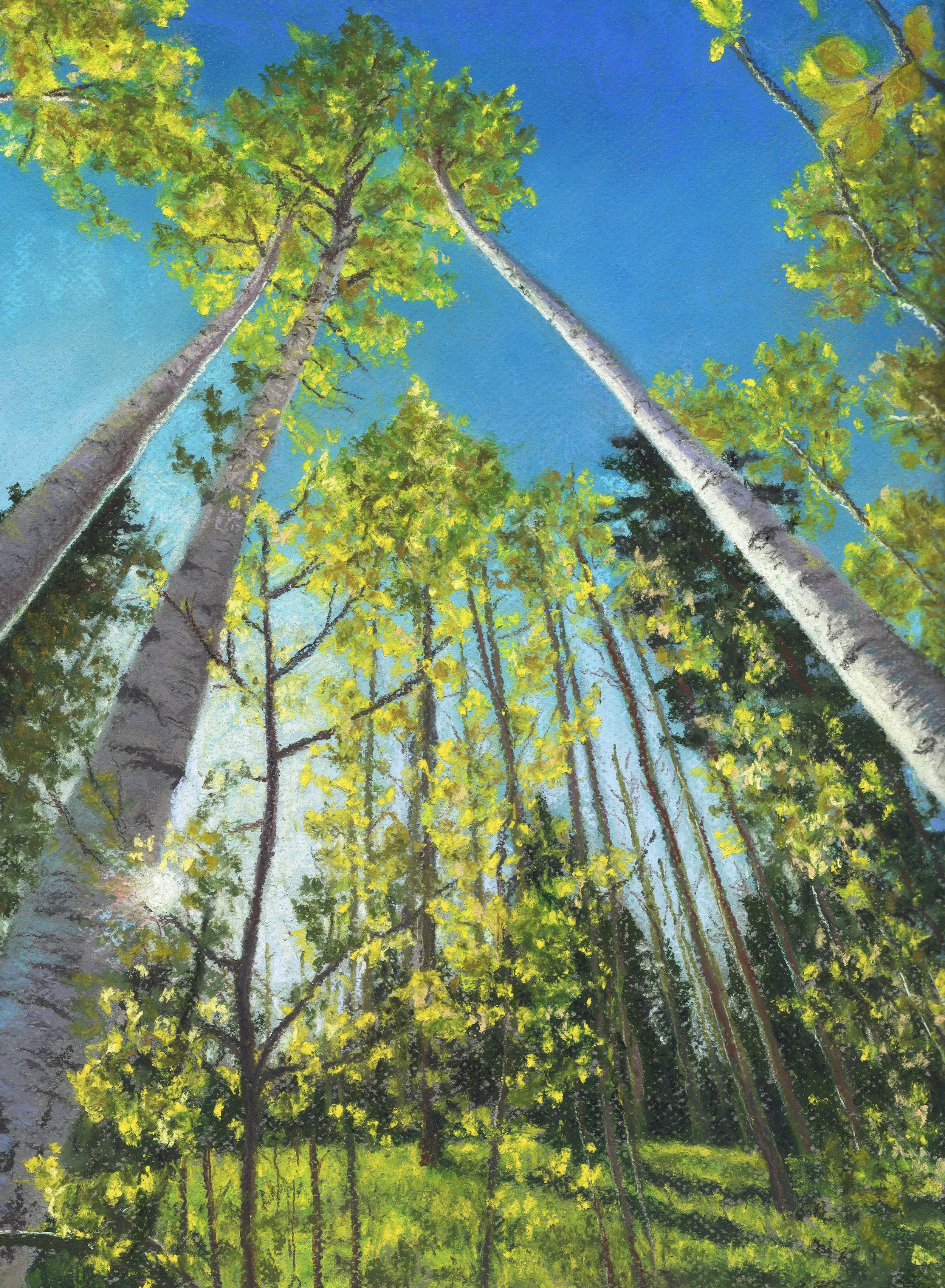 Aspen in the Spring.jpg