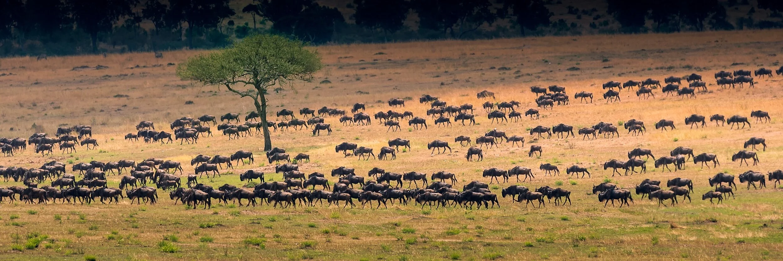 Wildebeest Migration around the Serengeti Tanzania