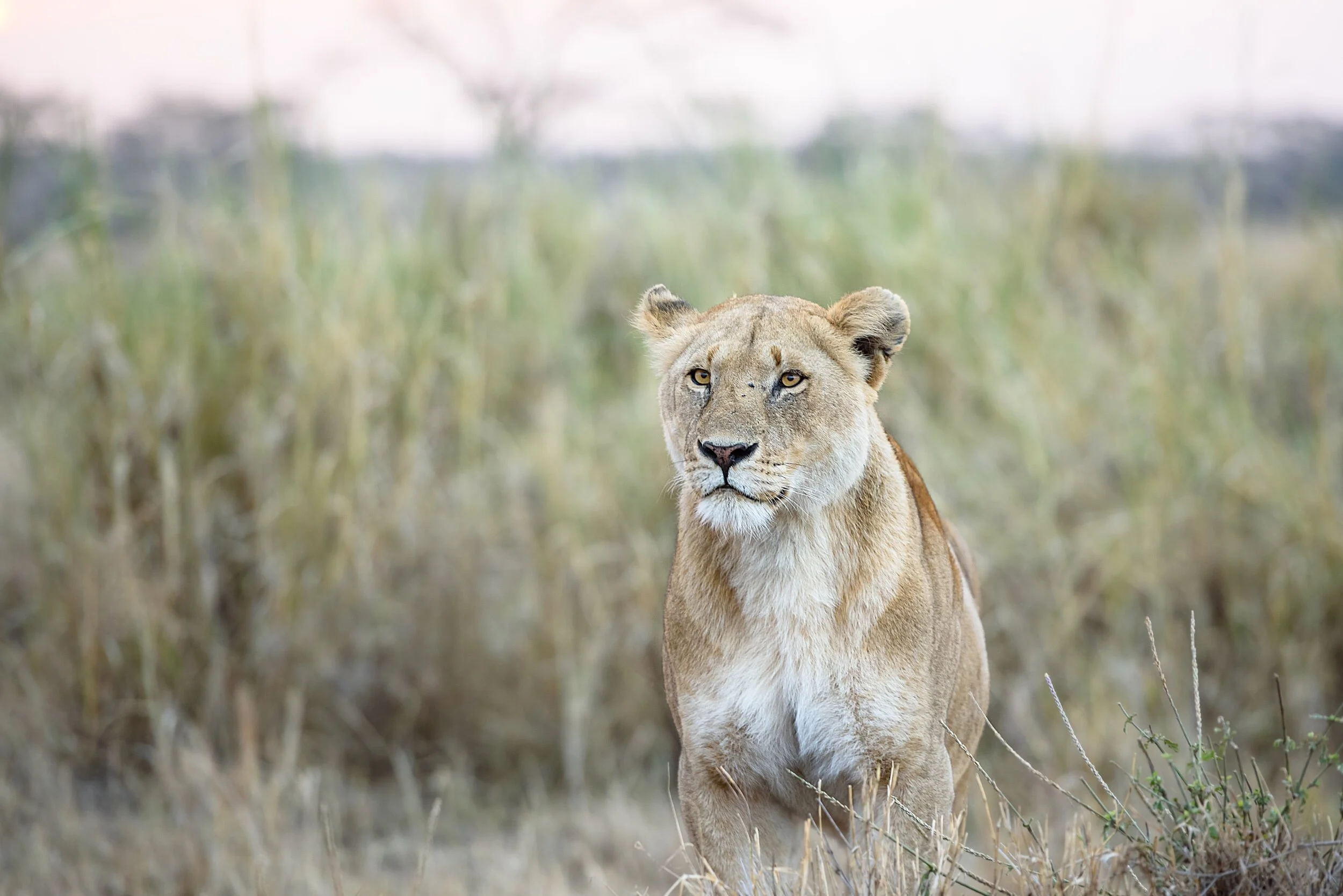 Lion in the Serengeti Tanzania