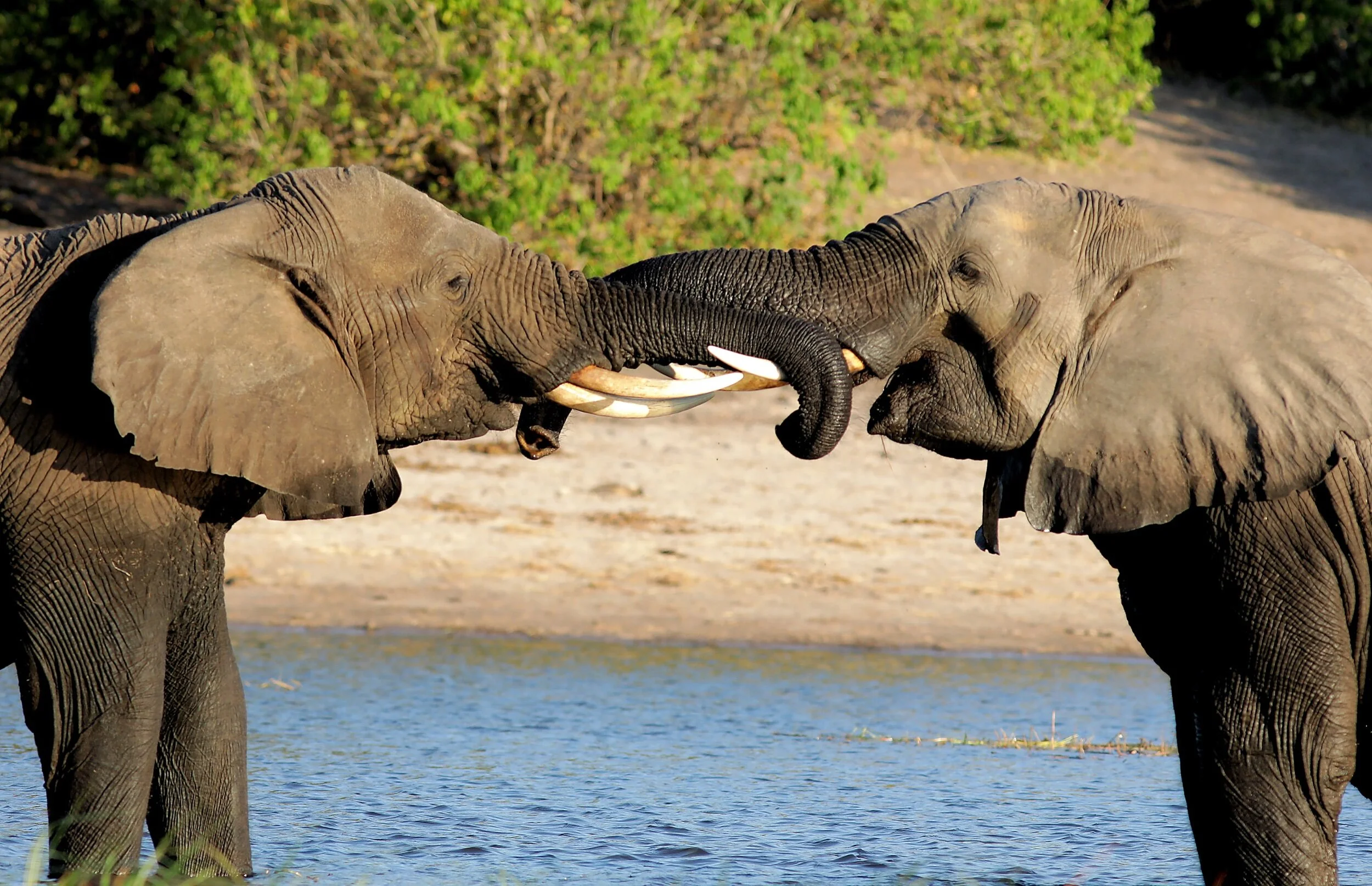 Elephants playing in Kasane Botswana
