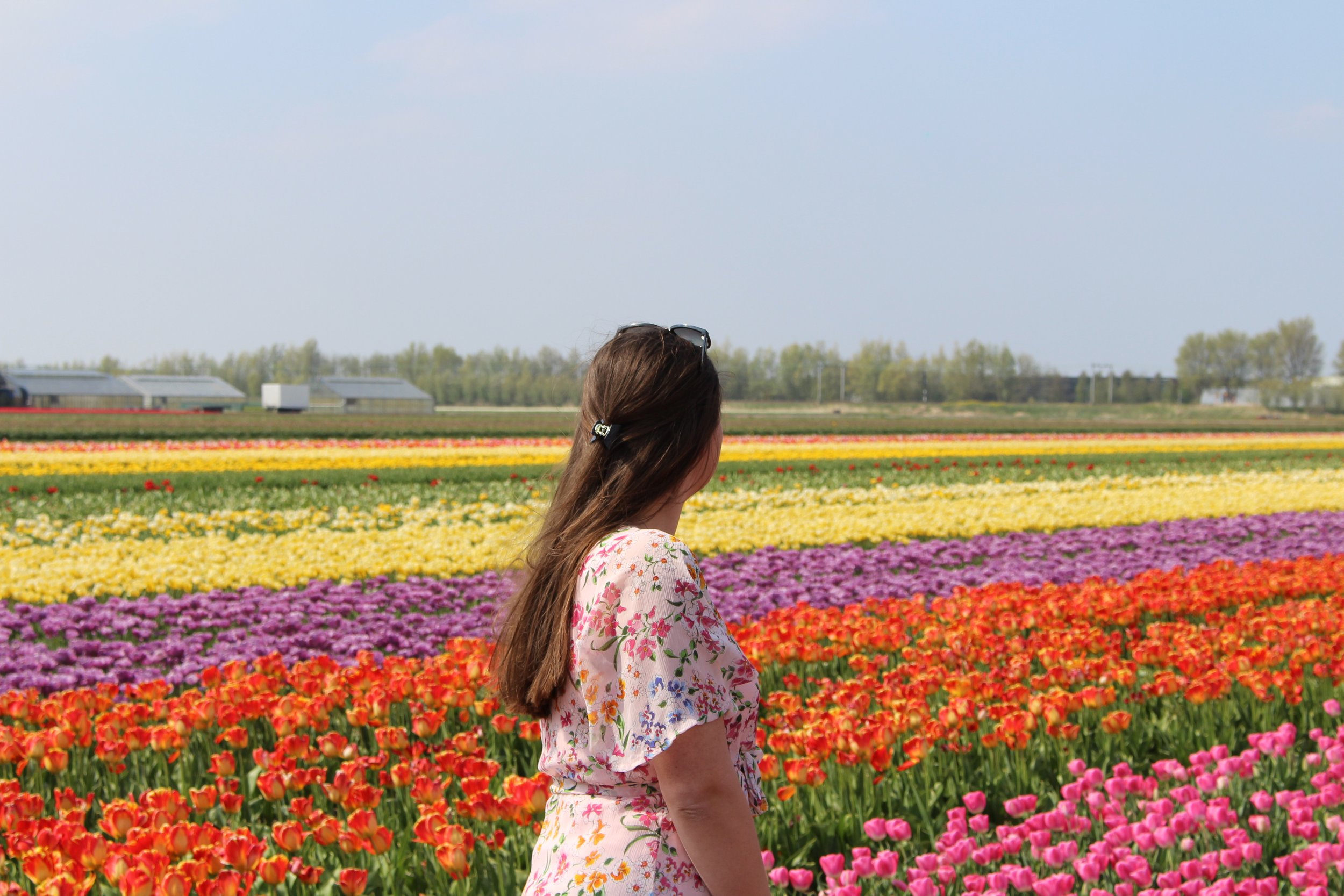 Everything You Need to Know Before Visiting the Tulip Fields in South  Holland, the Netherlands — travelaimes