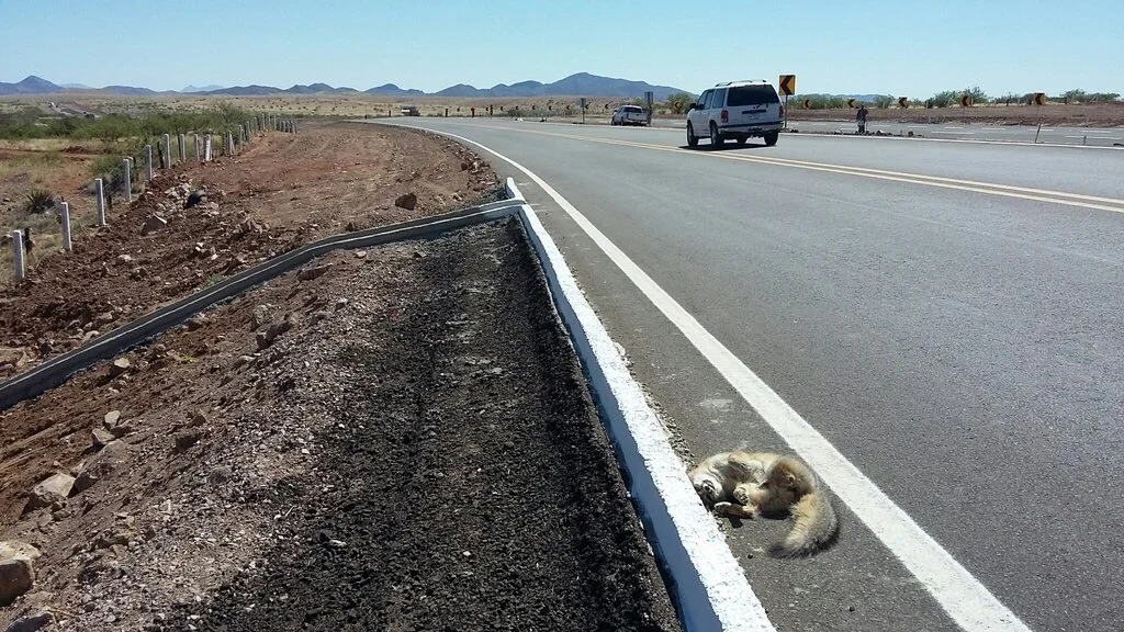 © Sky Island Alliance/Wildlands Network