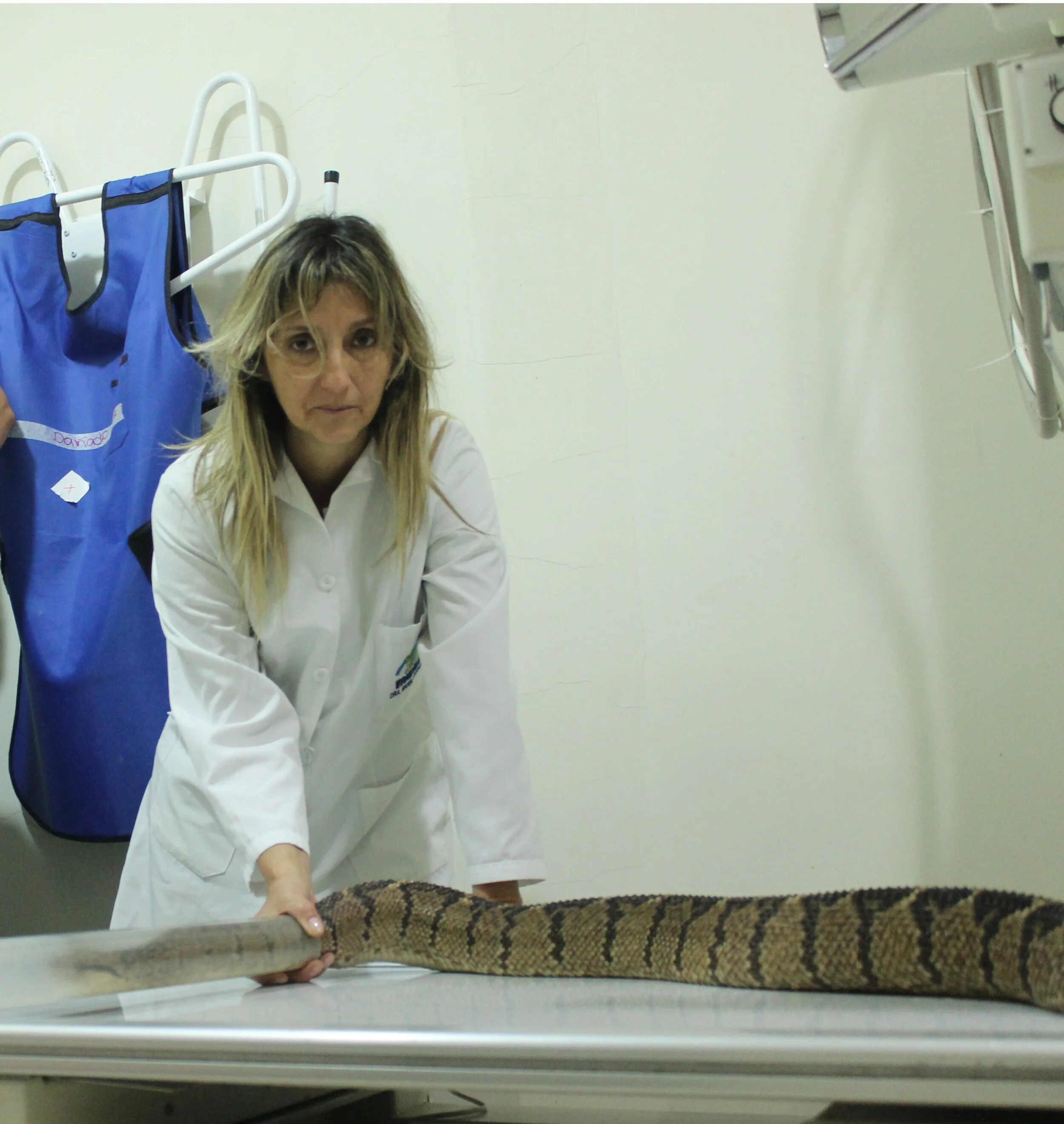 Rayos X Lachesis.JPG