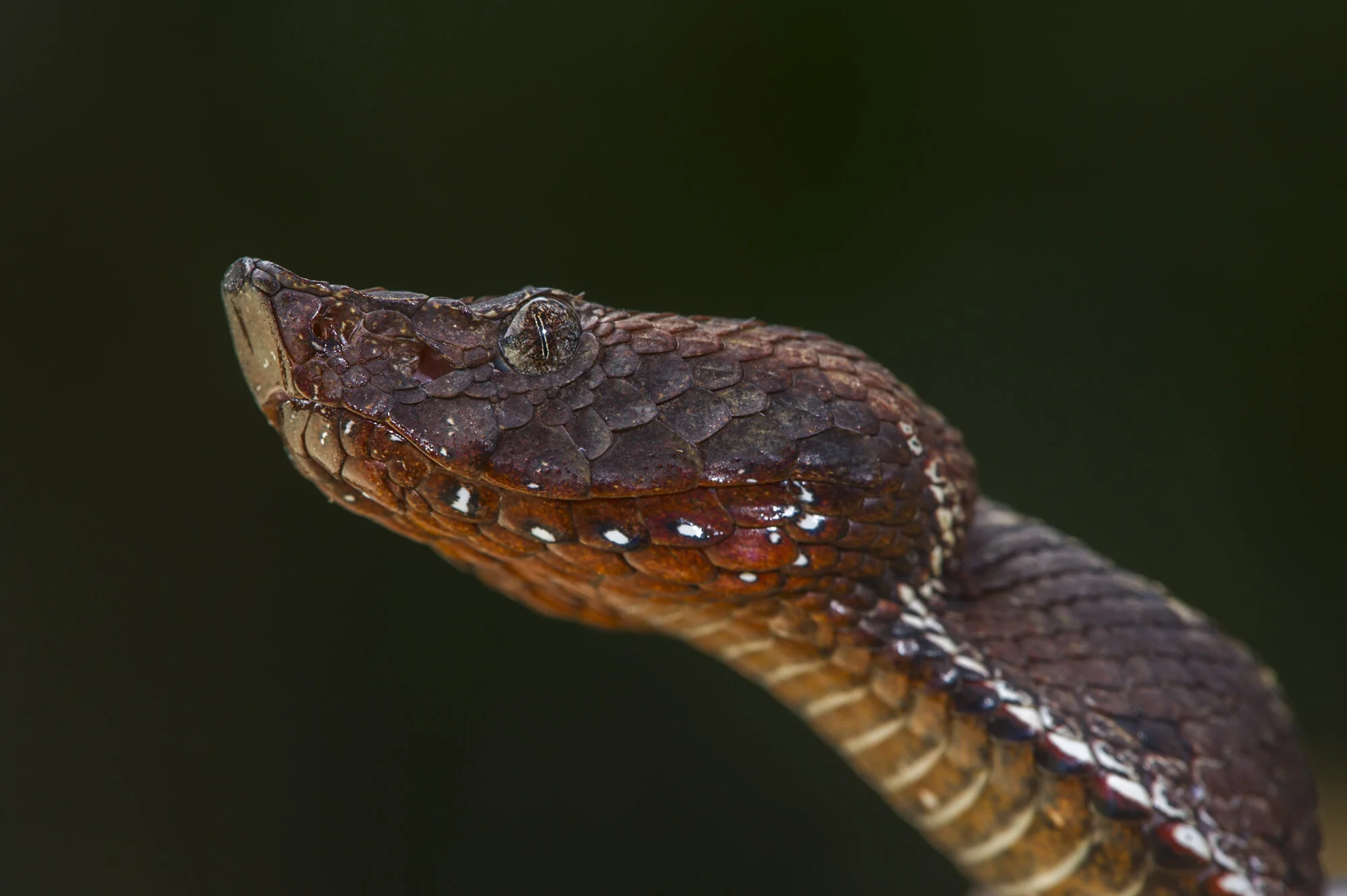 20140819_Bothrocophias_hyoprora_61 (1).jpg