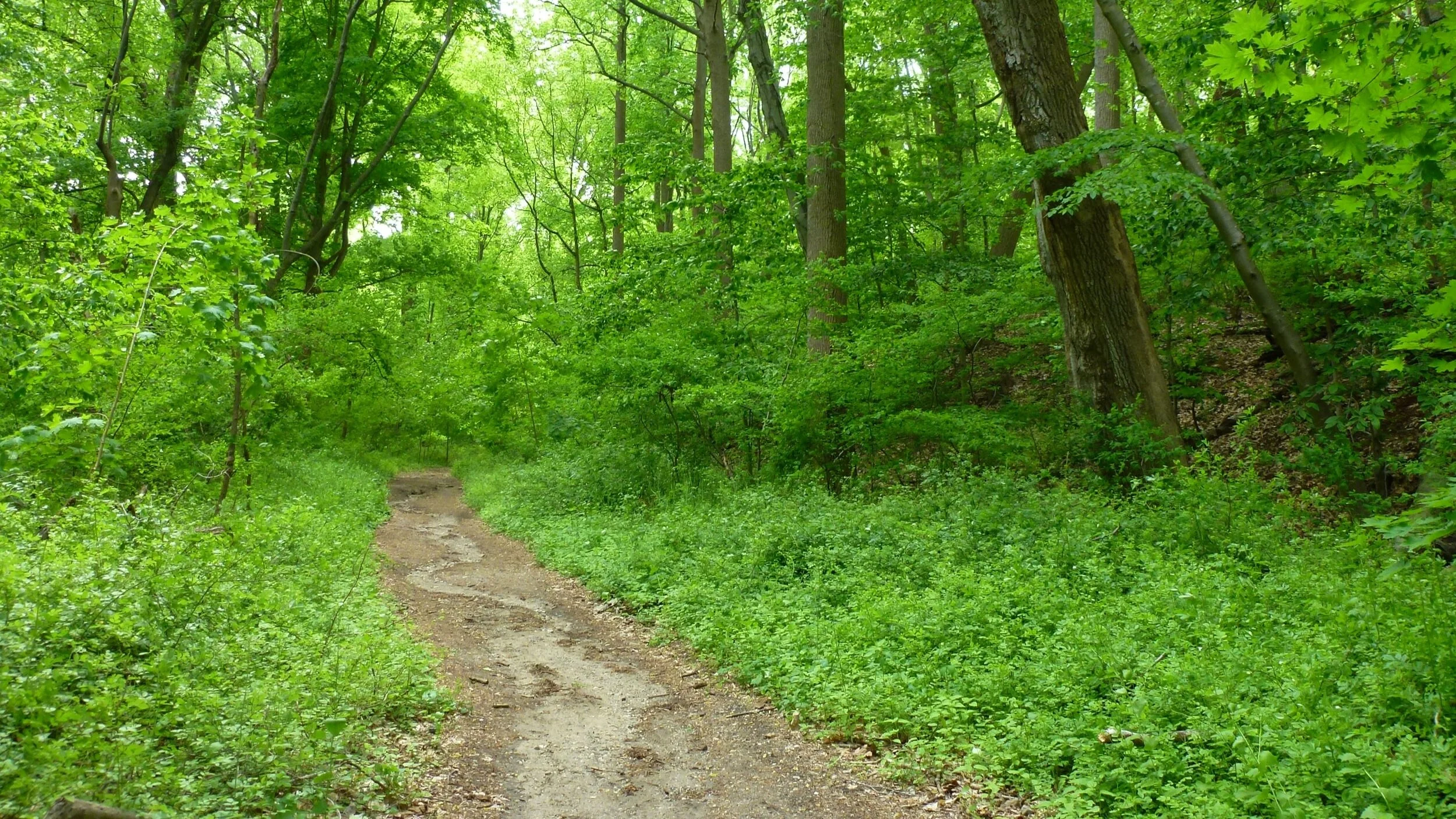 Encontrando un sendero sin mapas