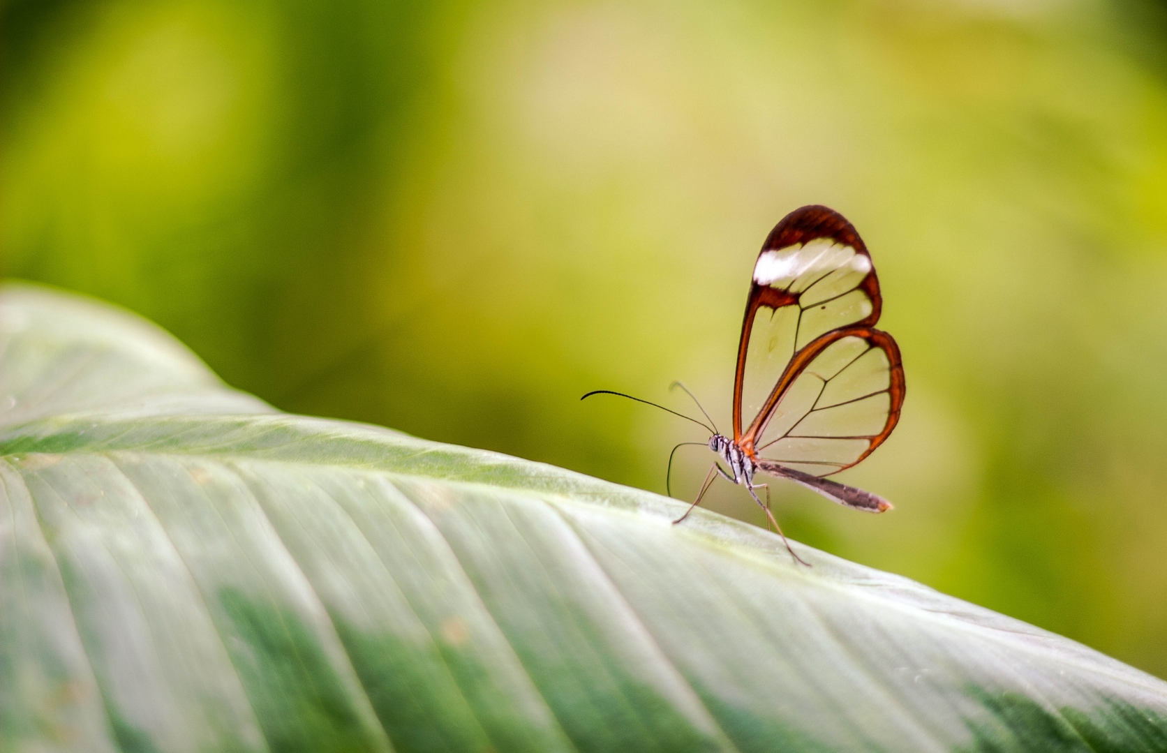 La mariposa cristalina de la selva