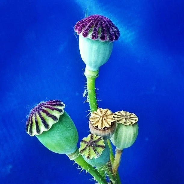 FOTO MI STUPENDA POPPY CAPSULE.jpg