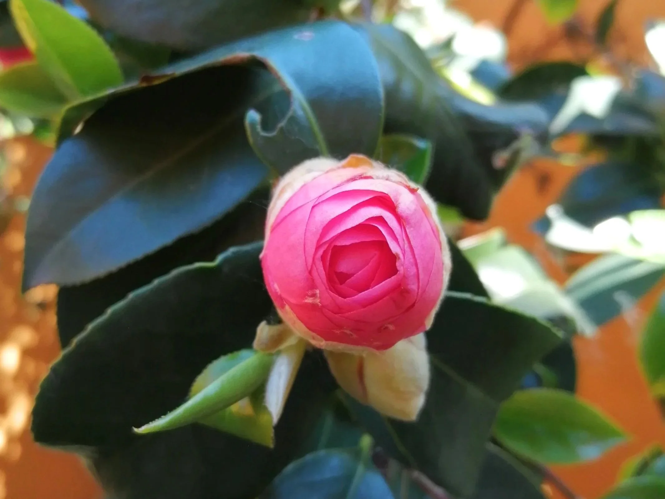 IMG_20200504_144540.jpg (Copia)