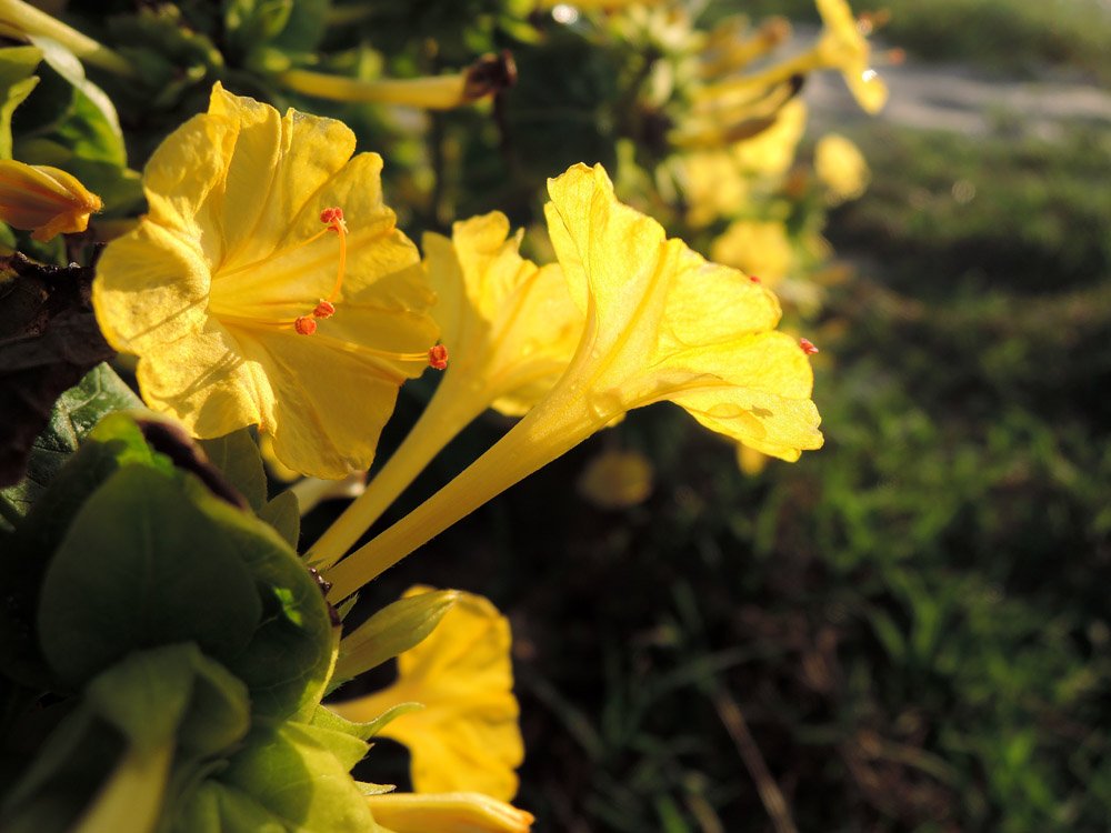Mirabilis_jalapa_25b.jpg