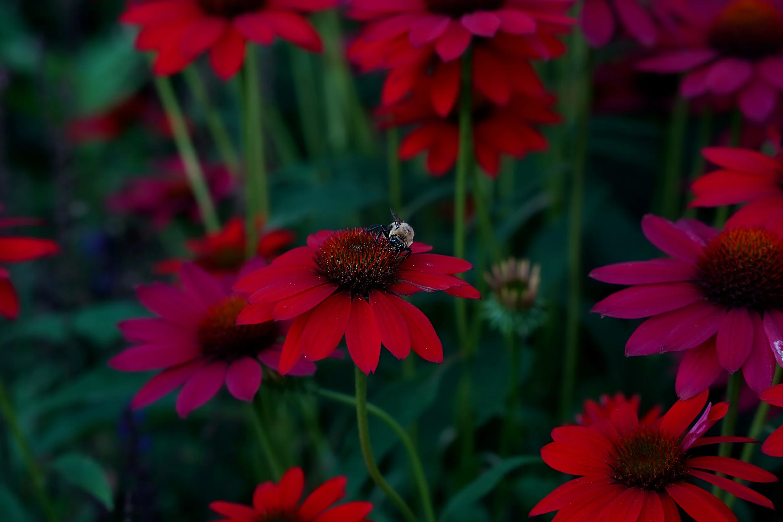 DSC05348.jpg