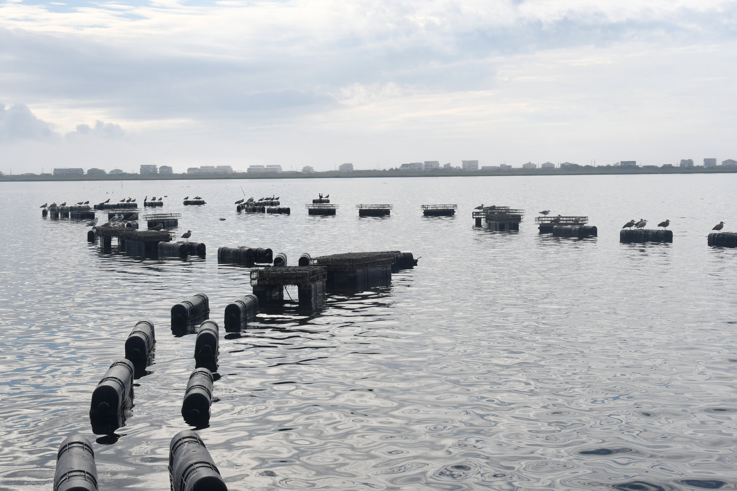 The Ludlam Bay Oyster Company has 60 floating cages.
