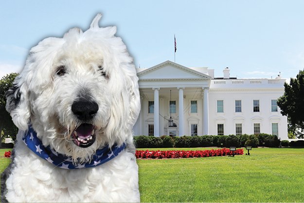 All the Presidents’ Dogs
