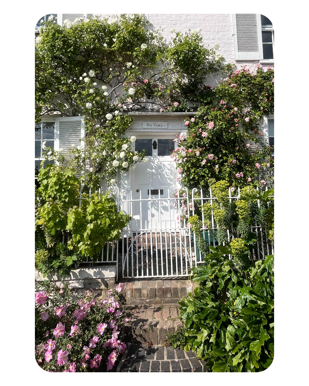 White house entrance with a white door, surrounded by green plants and pink and white roses, and white shutters on the windows, with a small brick pathway and a white fence.